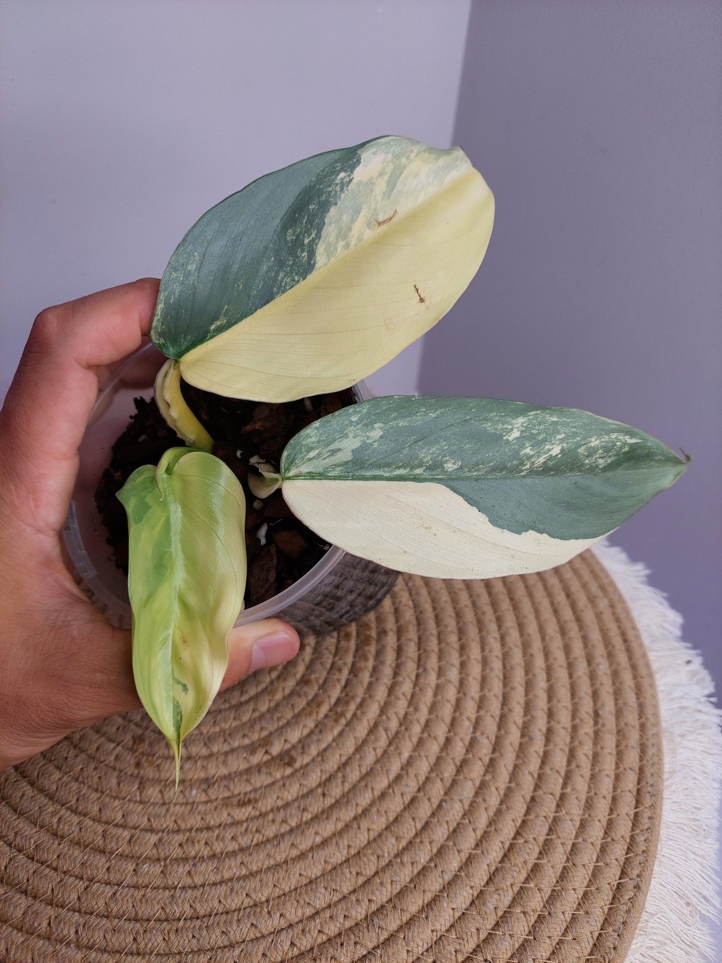 Philodendron Silver Sword Variegated #B