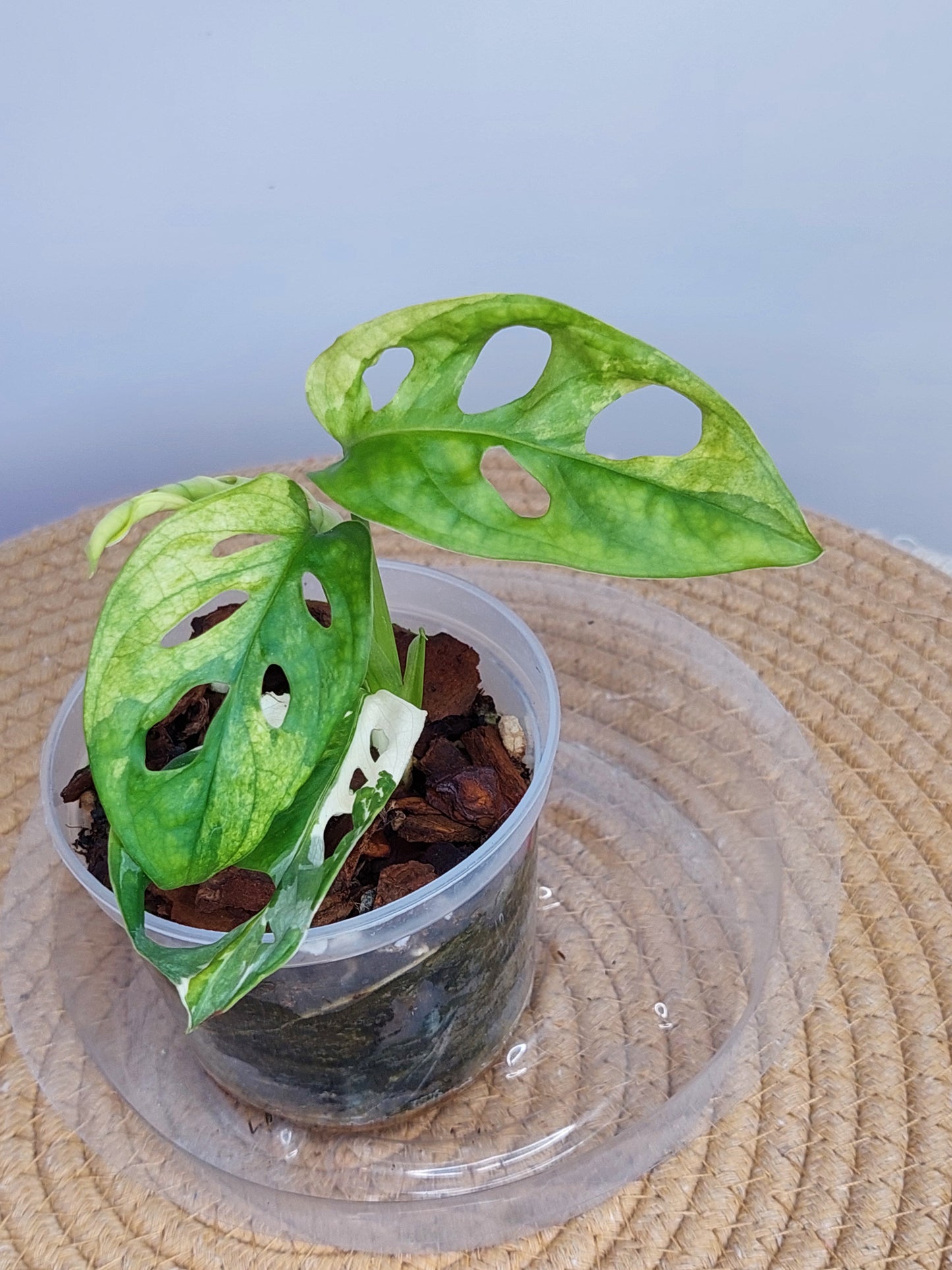 Monstera Monkey Mask(Adansonii) Variegated 5