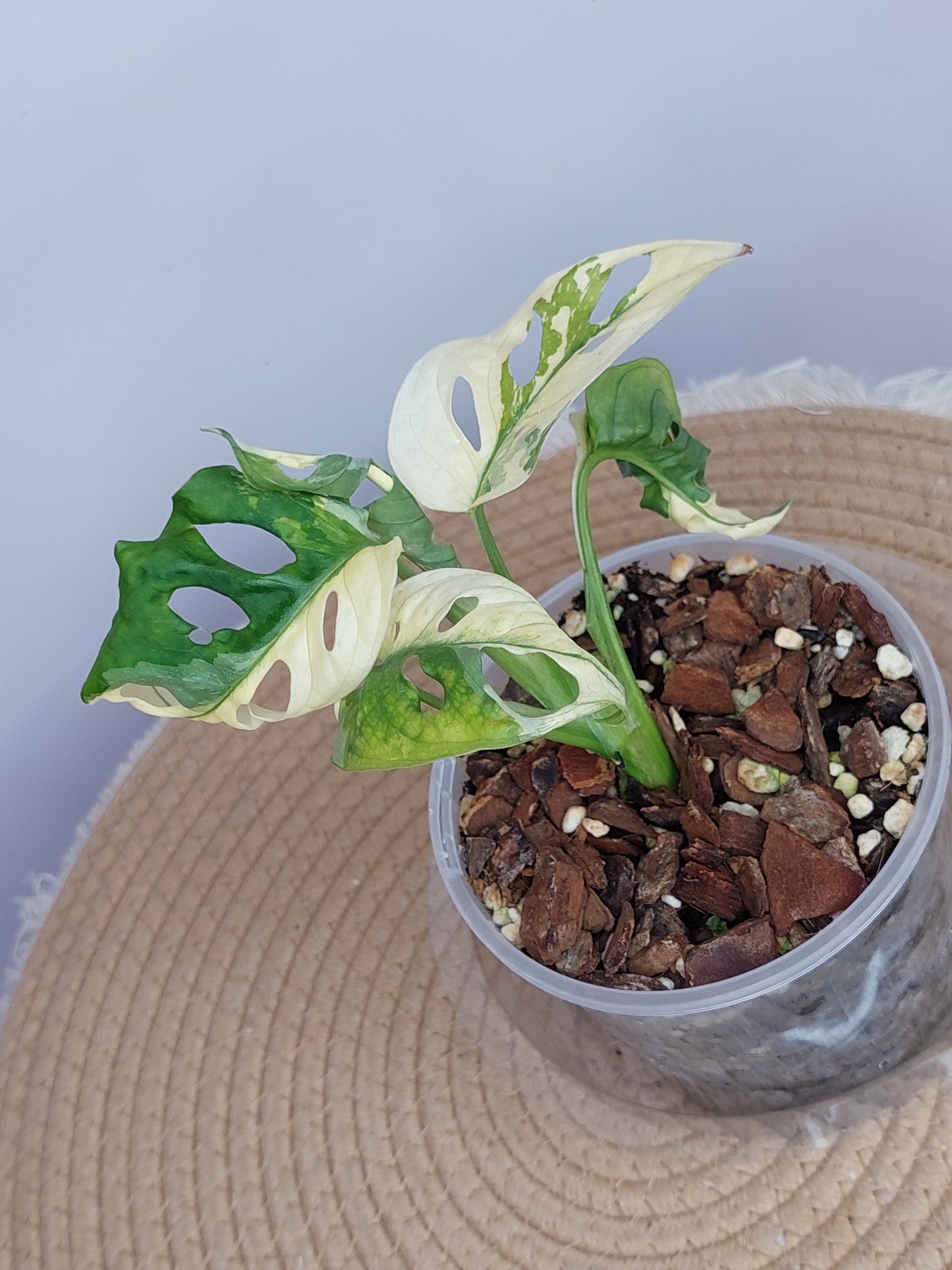 Monstera Monkey Mask(Adansonii) Variegated 5