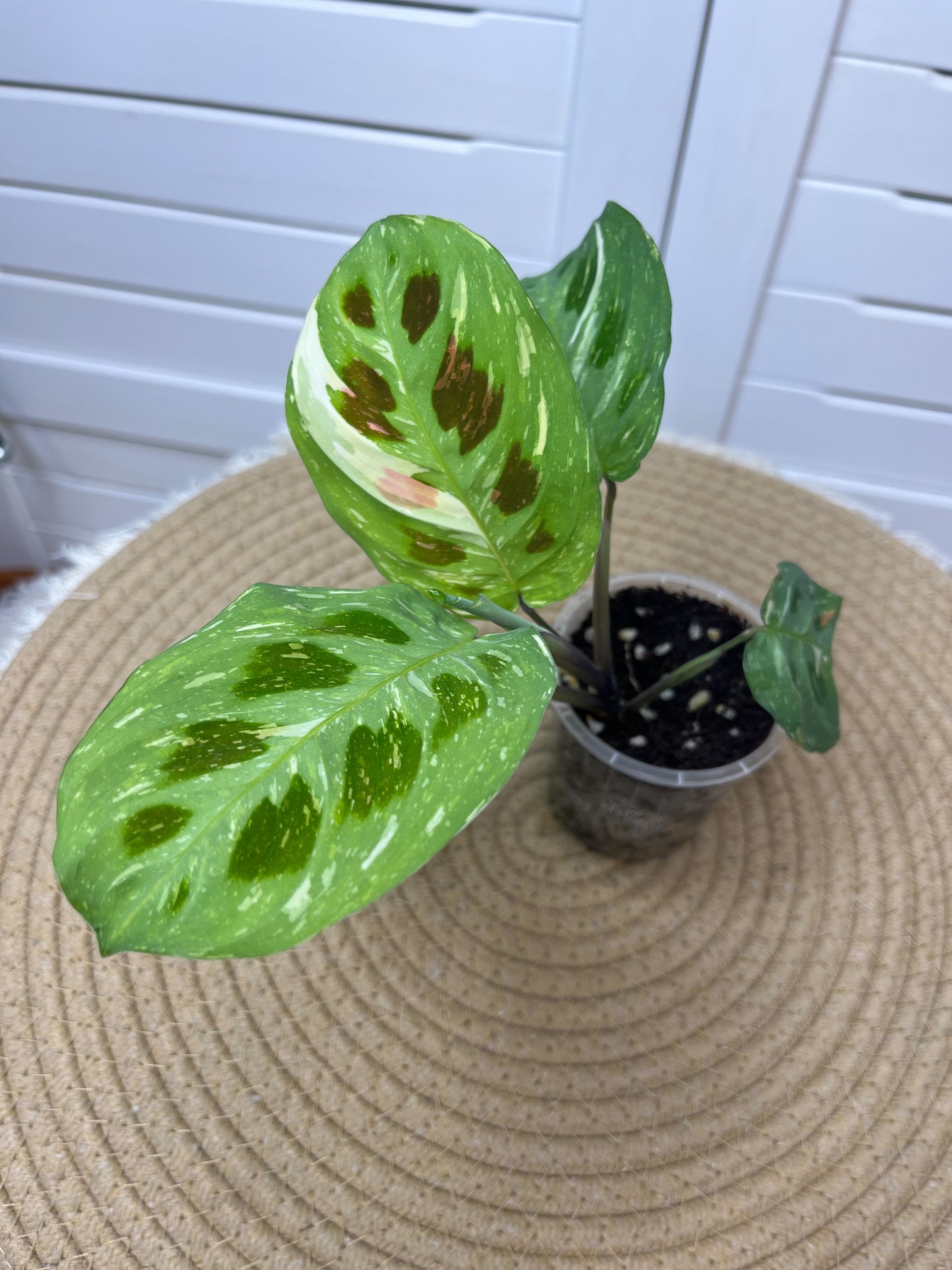 Maranta Variegated (Prayer Plant) 5