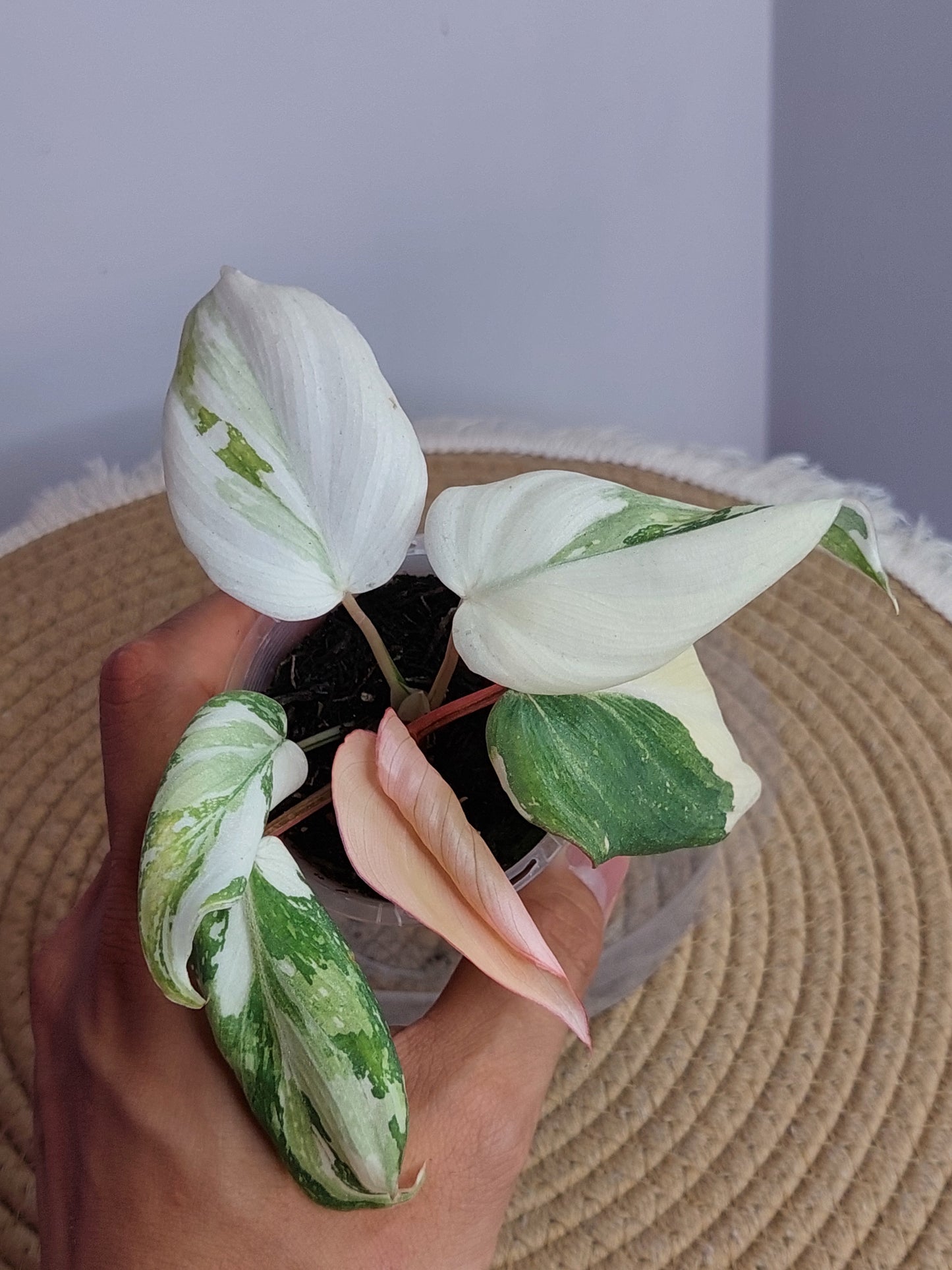 Philodendron Gloriosum Variegated #A