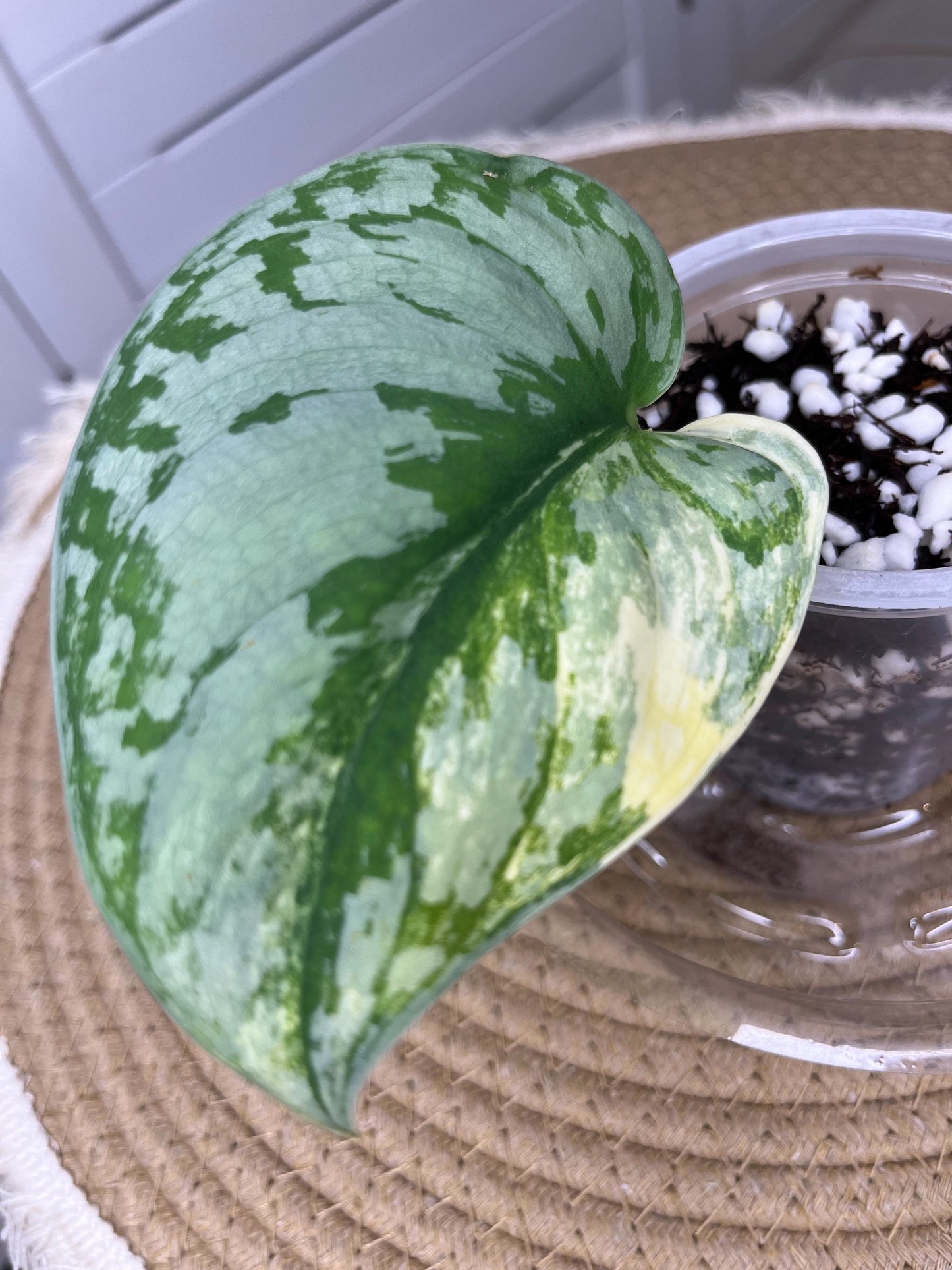Scindapsus Exotica Variegated(Cutting/rooted) 3