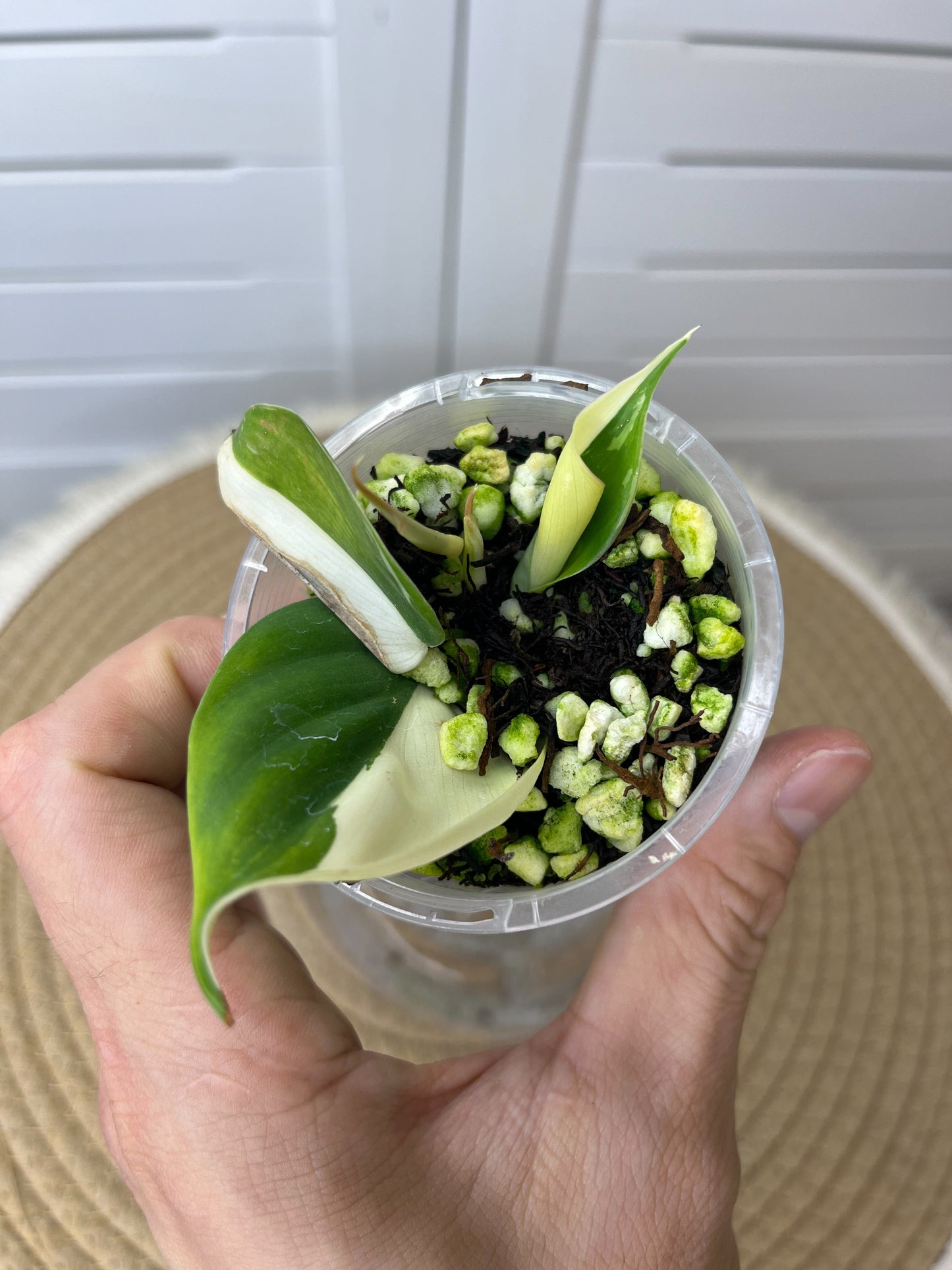 Philodendron Hederaceum(Heartleaf) ALBO Variegated 2