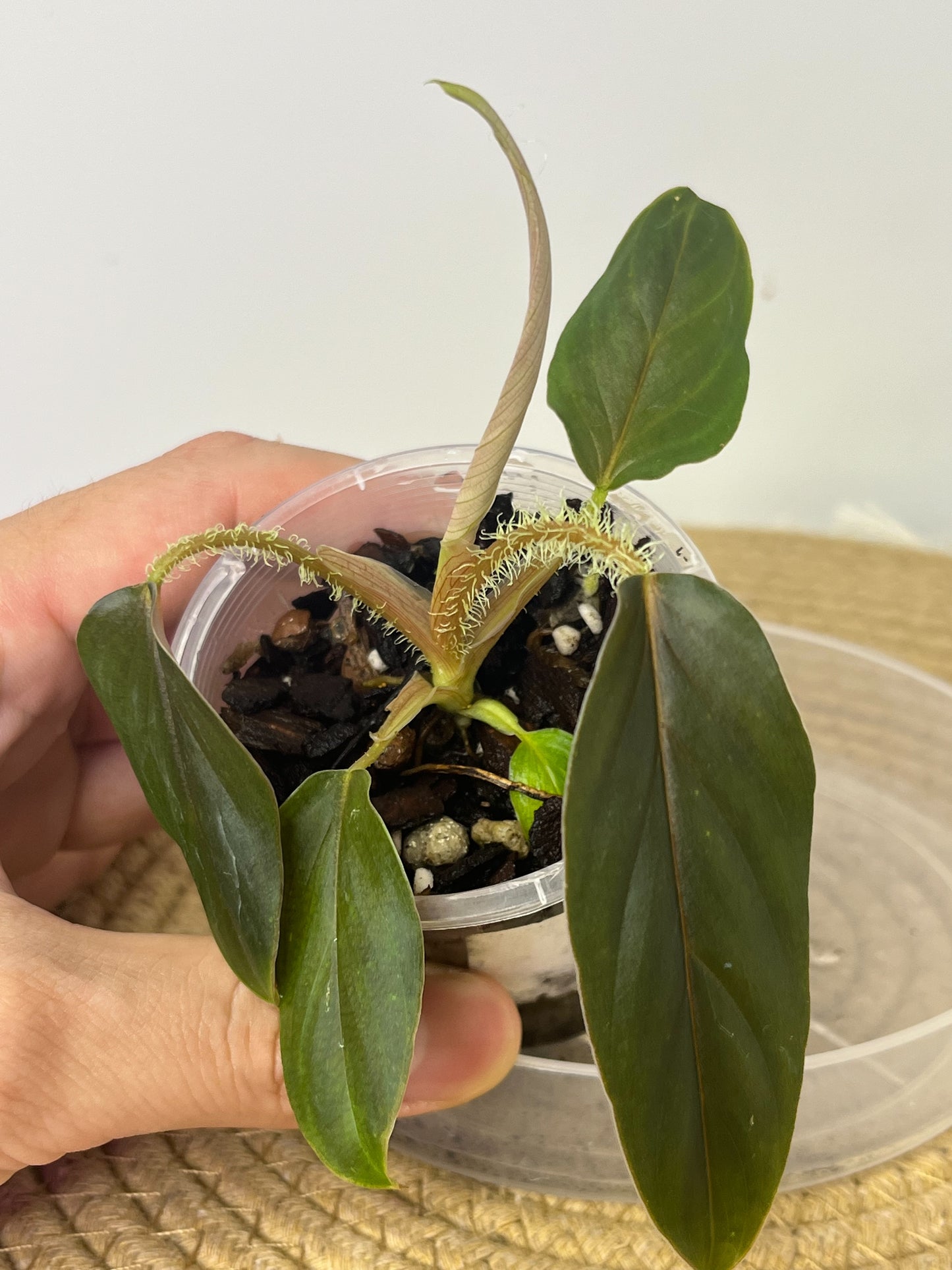 Philodendron Serpens 1