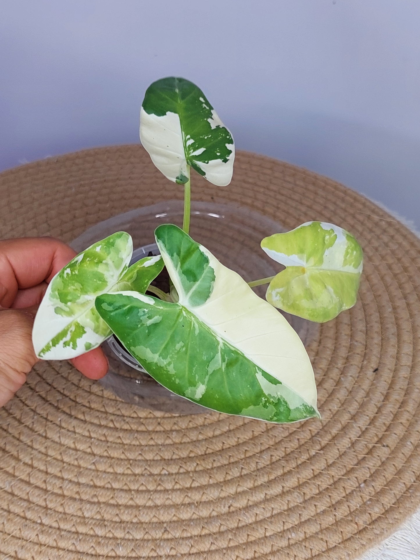 Alocasia Macrorrhiza Variegated 1