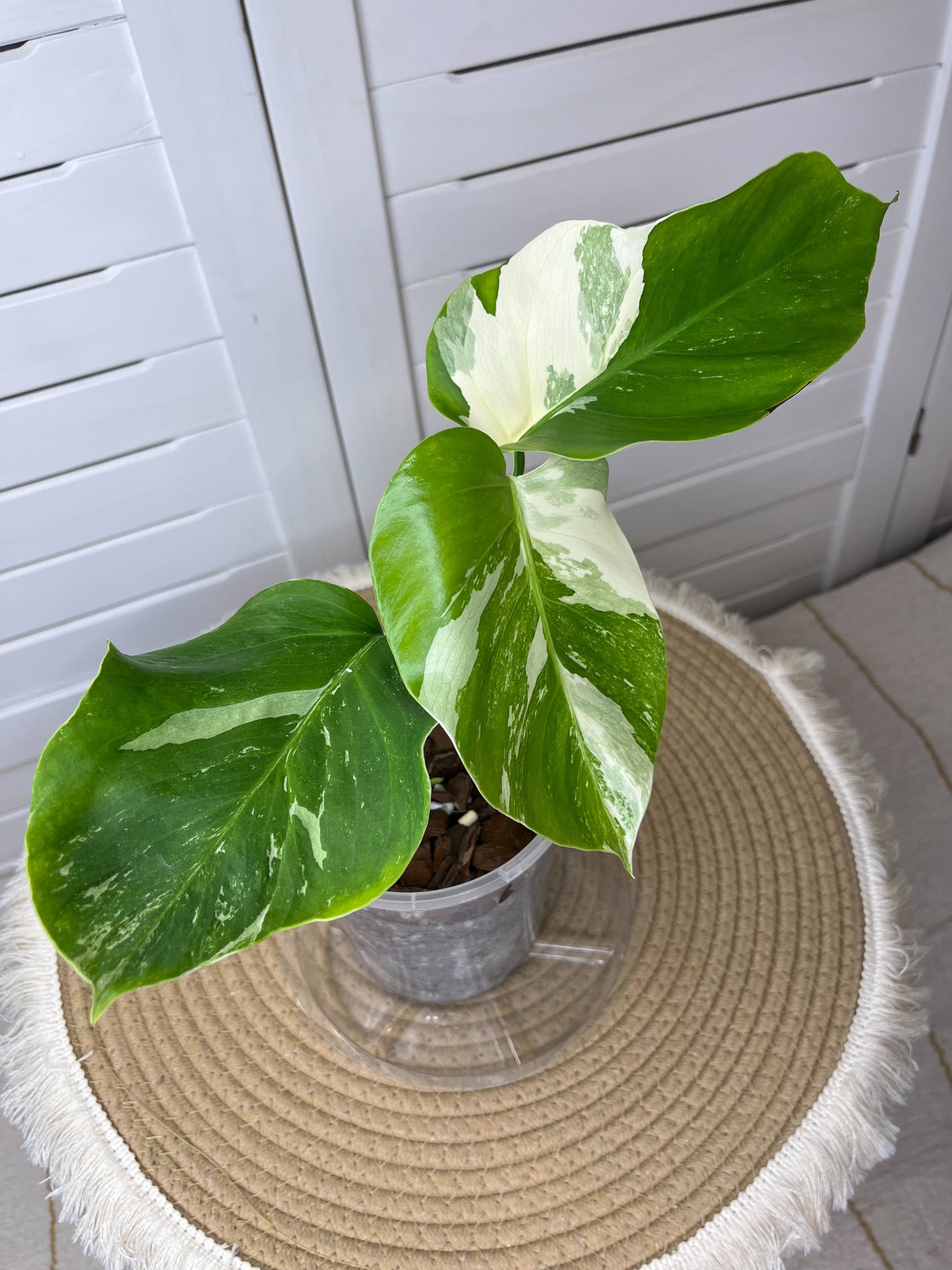 Monstera Borsigiana Albo Variegated 6