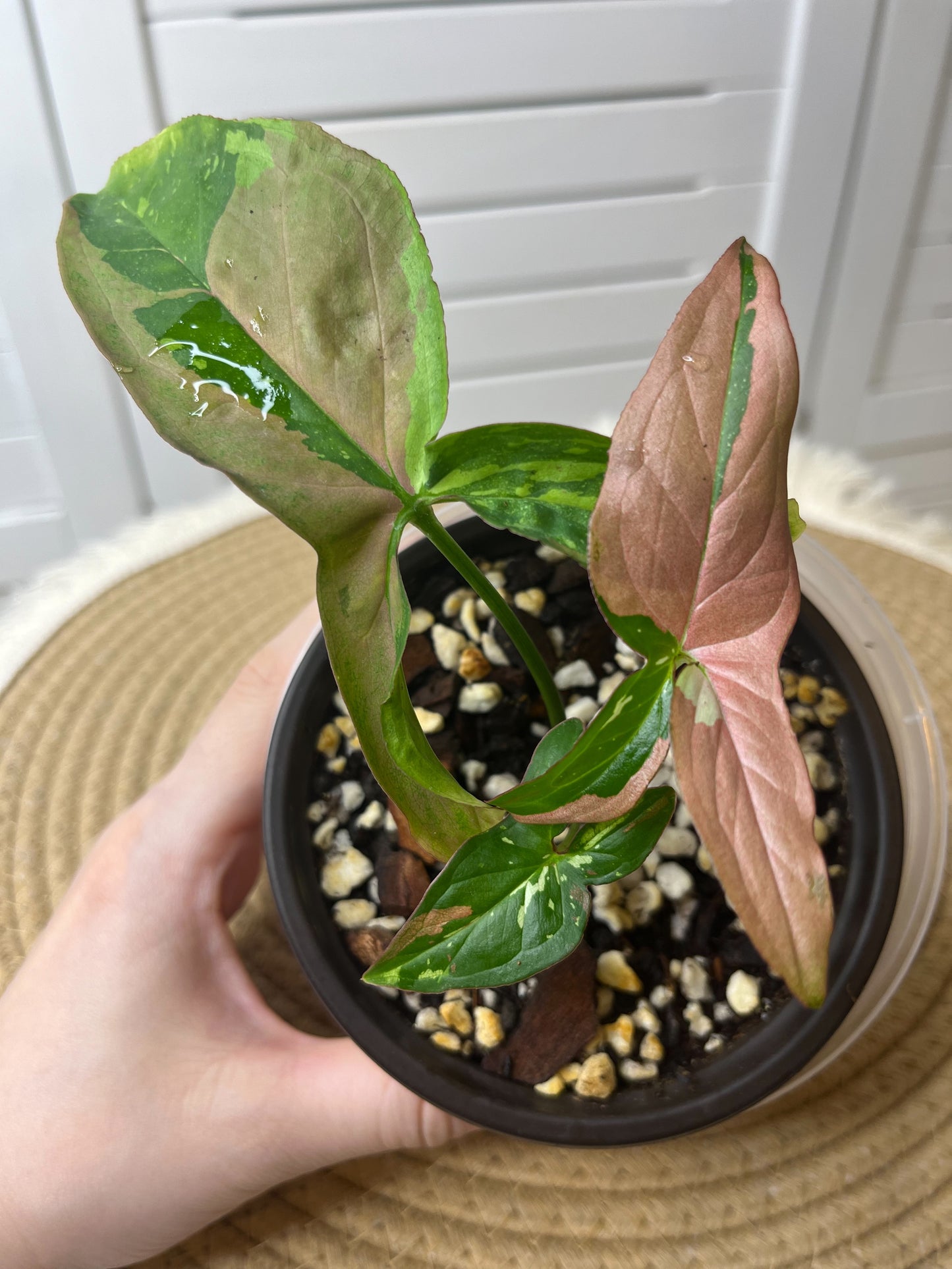 Syngonium Red Spot Tricolour #6