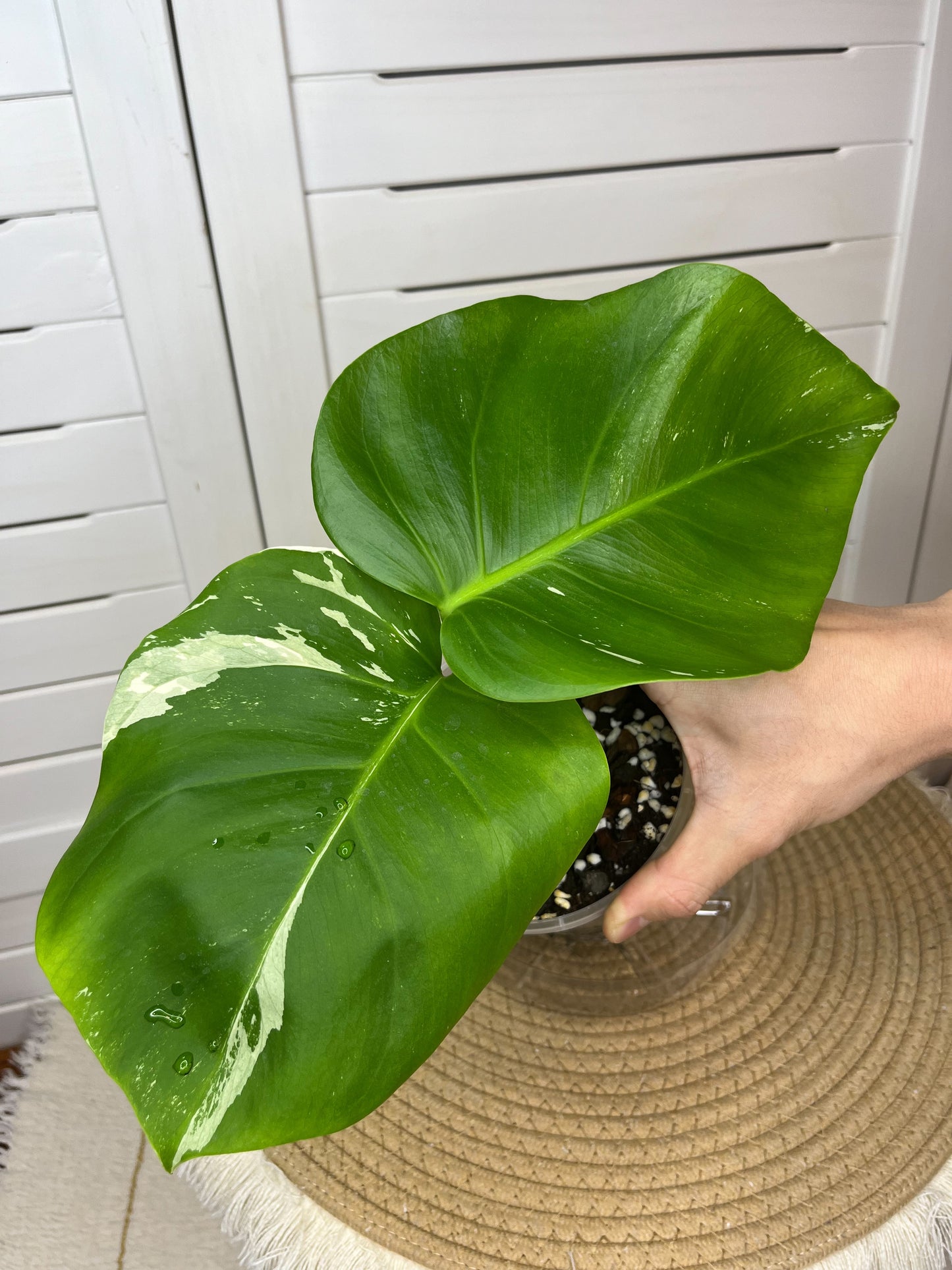 Monstera Borsigiana Albo Variegated 6