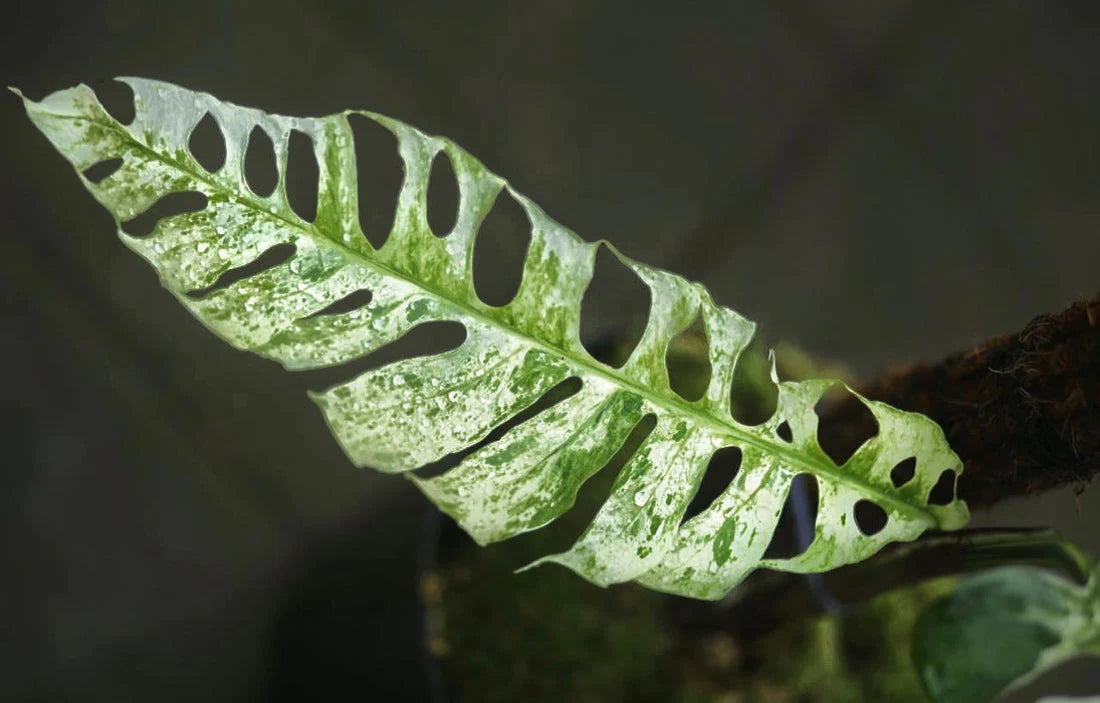 Epipremnum Pinnatum Bali Hanoman 4