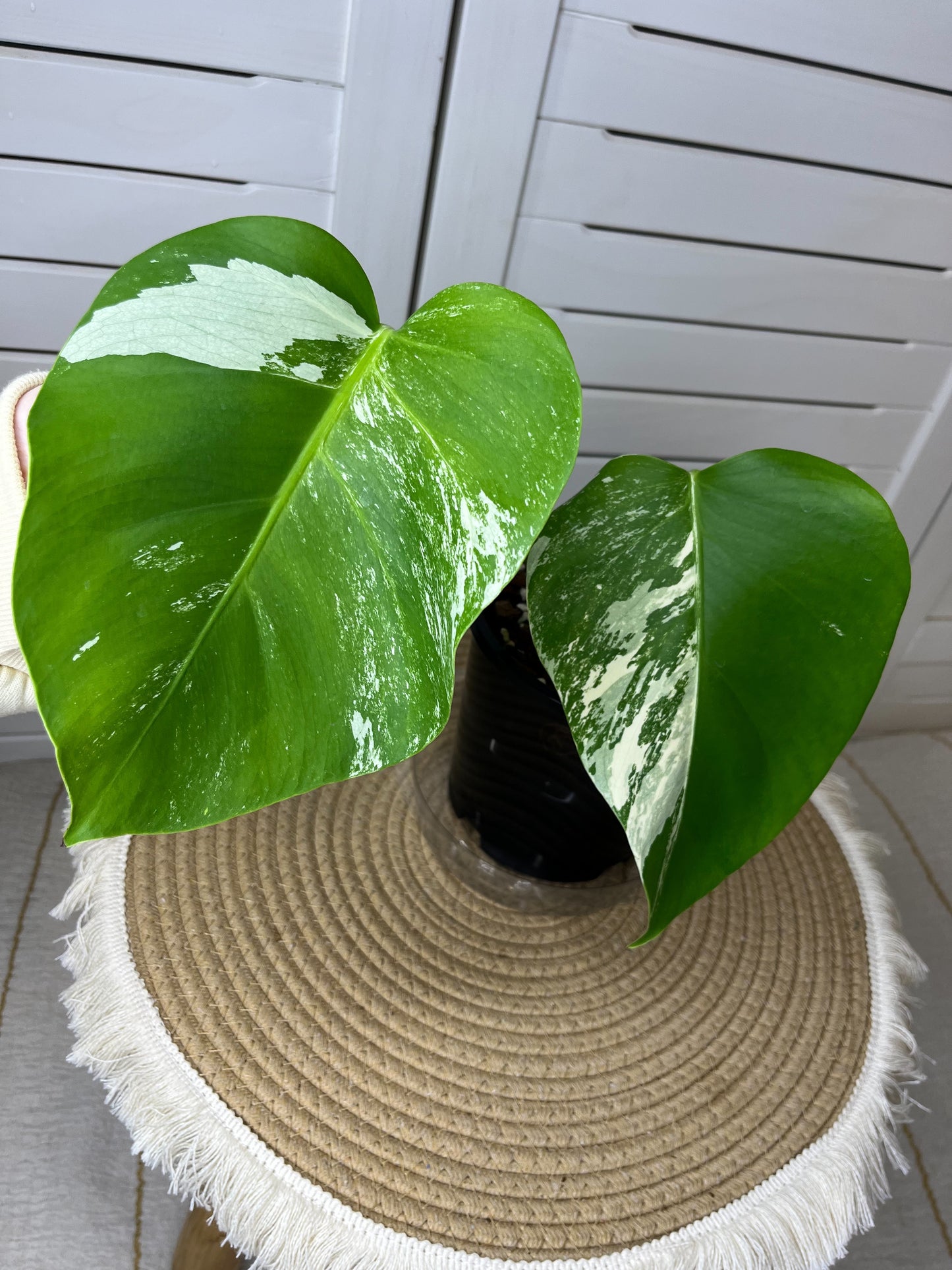Monstera Borsigiana Albo Variegated 6