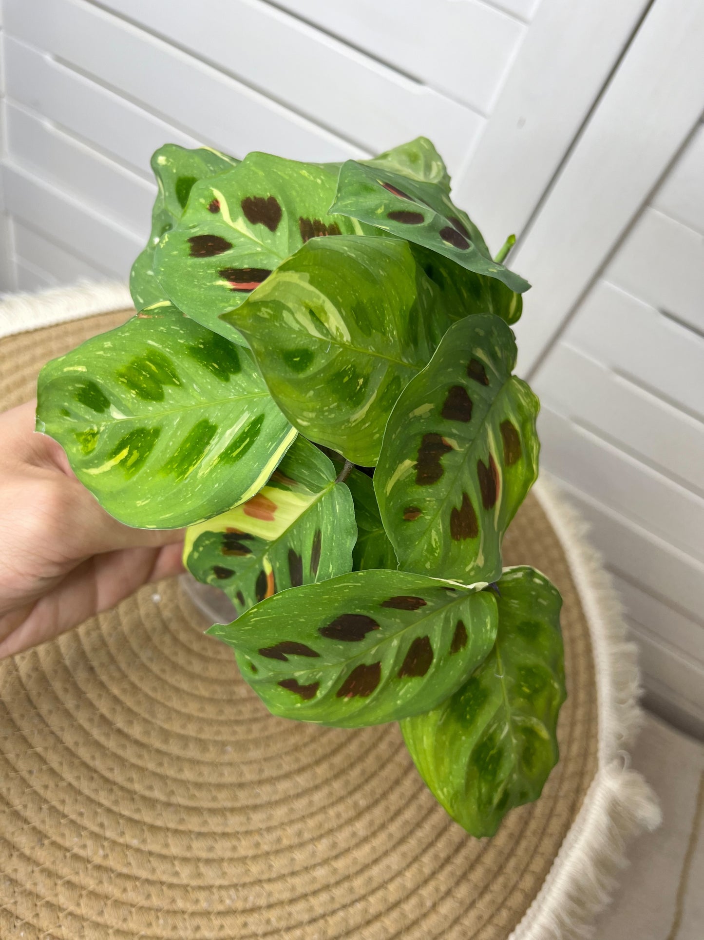 Maranta Variegated (Prayer Plant) 6