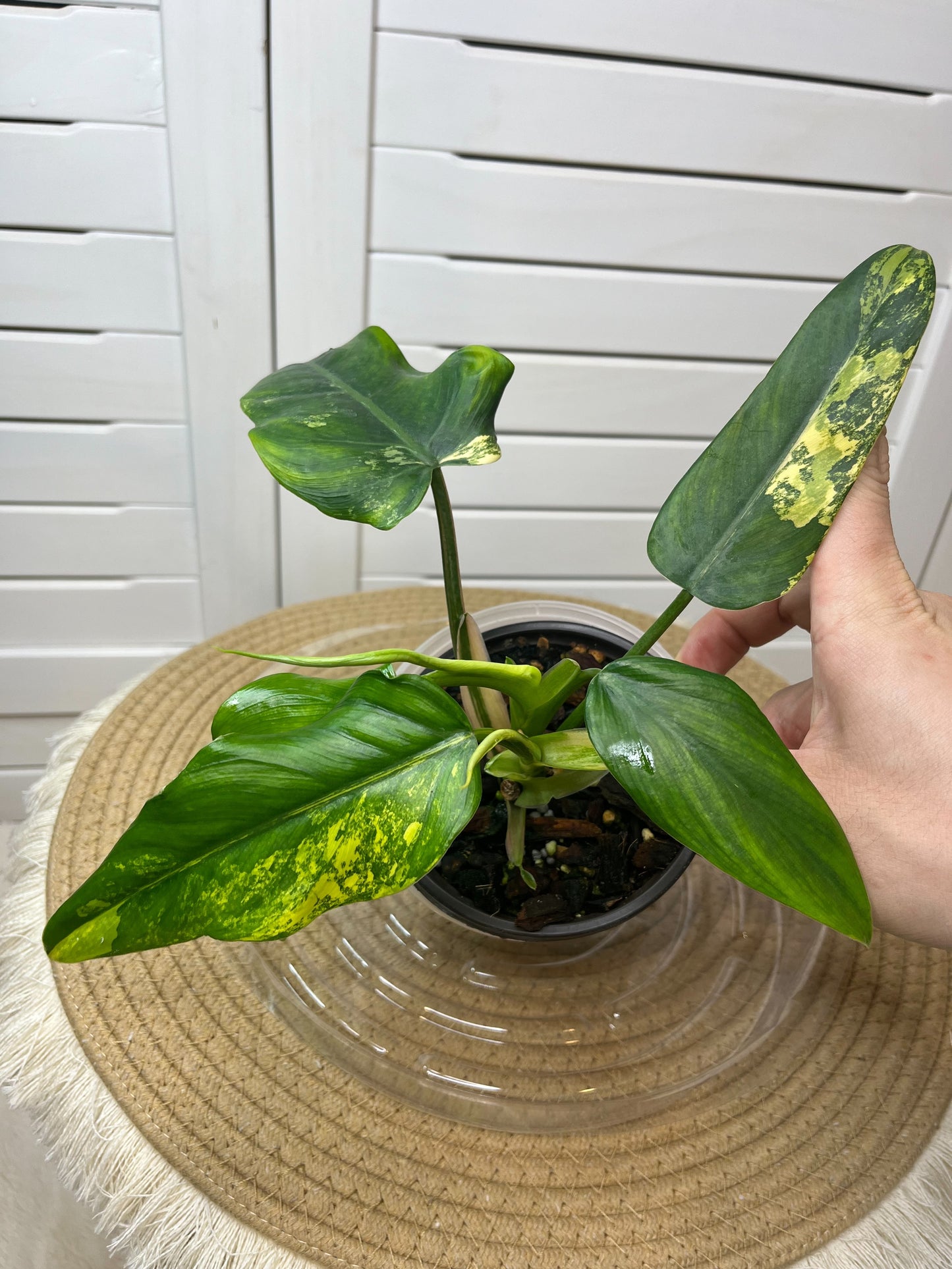 Philodendron Domesticum Mango Shake Variegated A