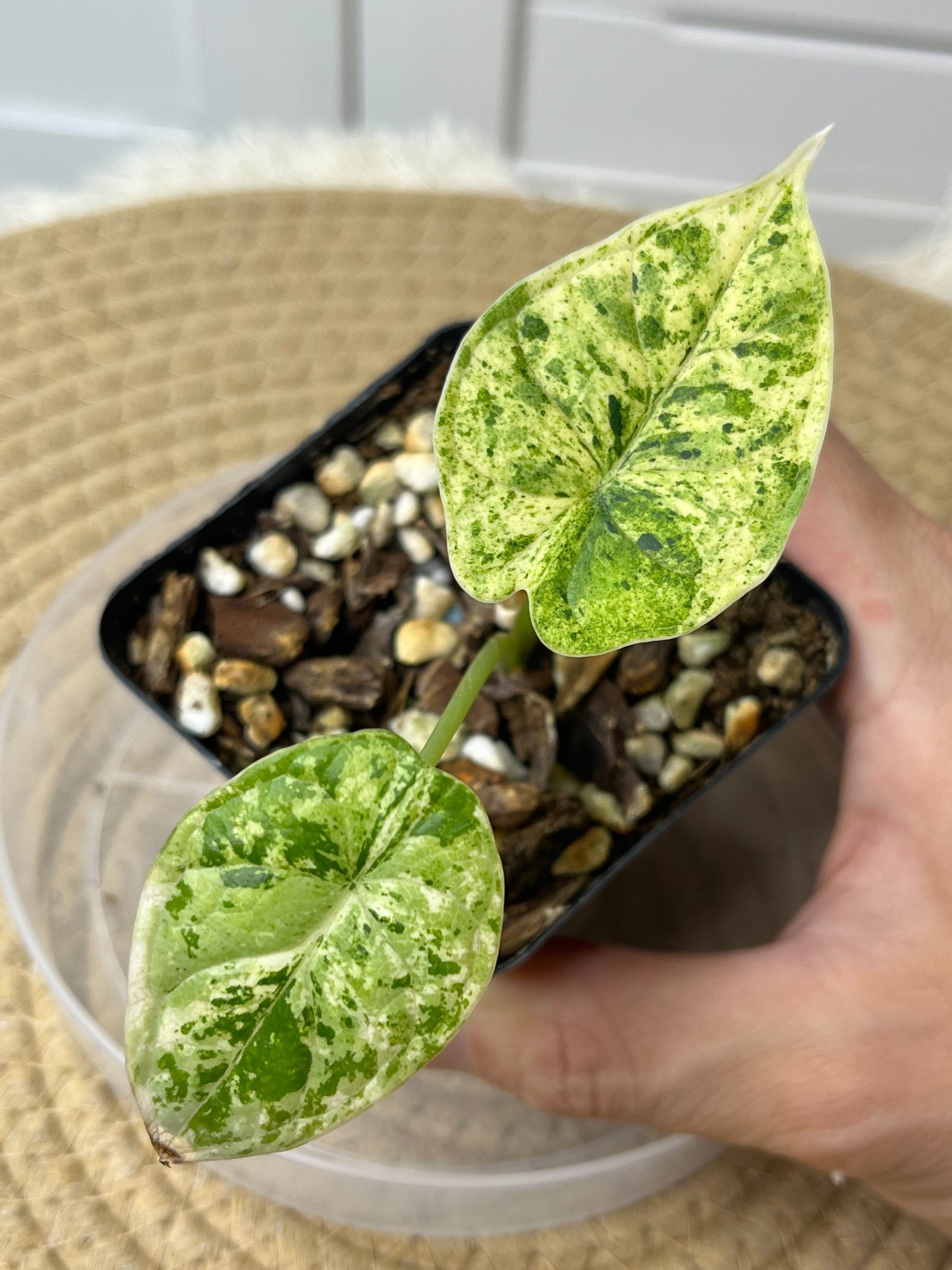 Alocasia Dragon Scale Mint Variegated (1)