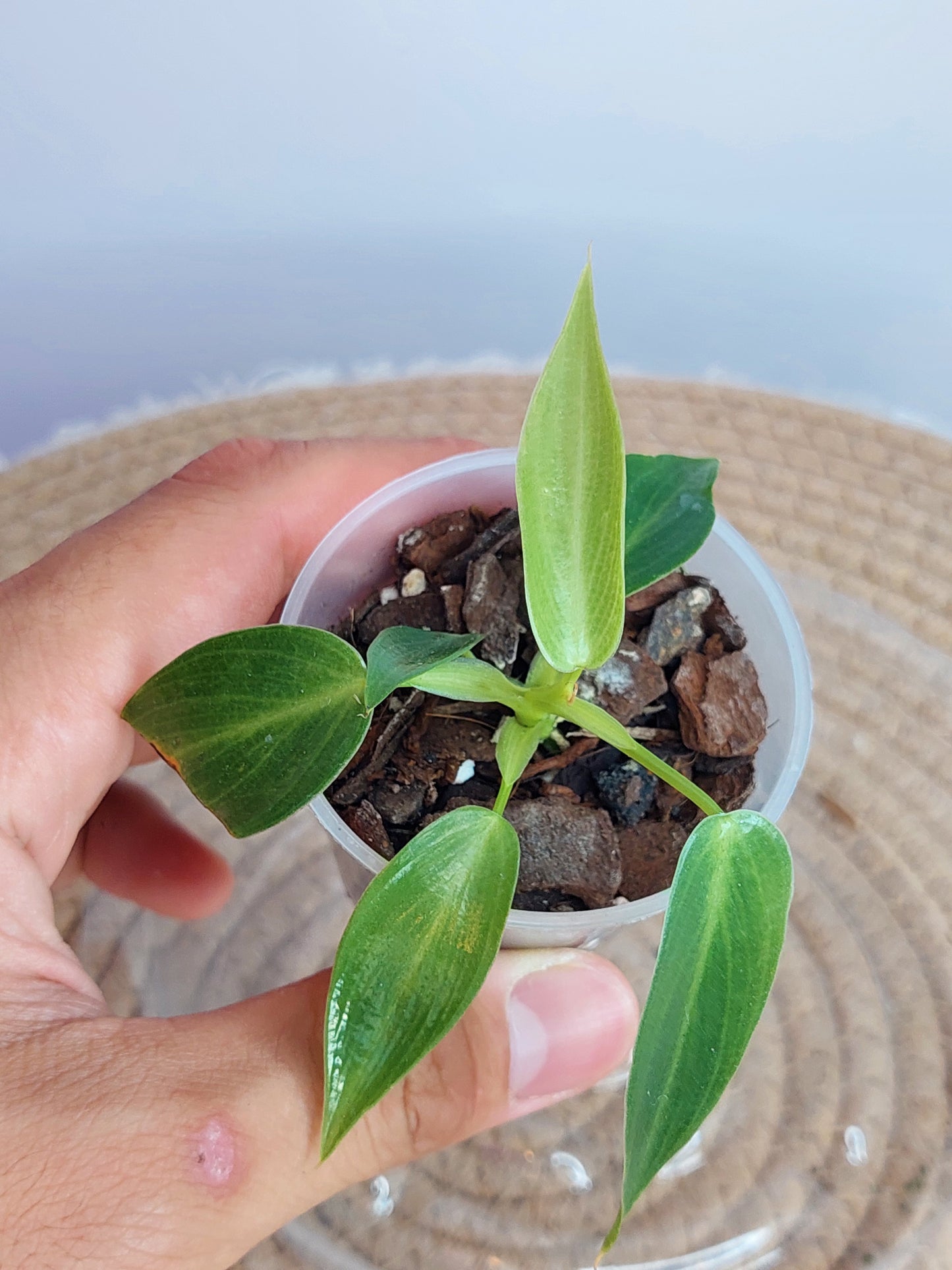 Philodendron Spiritus Sancti #2