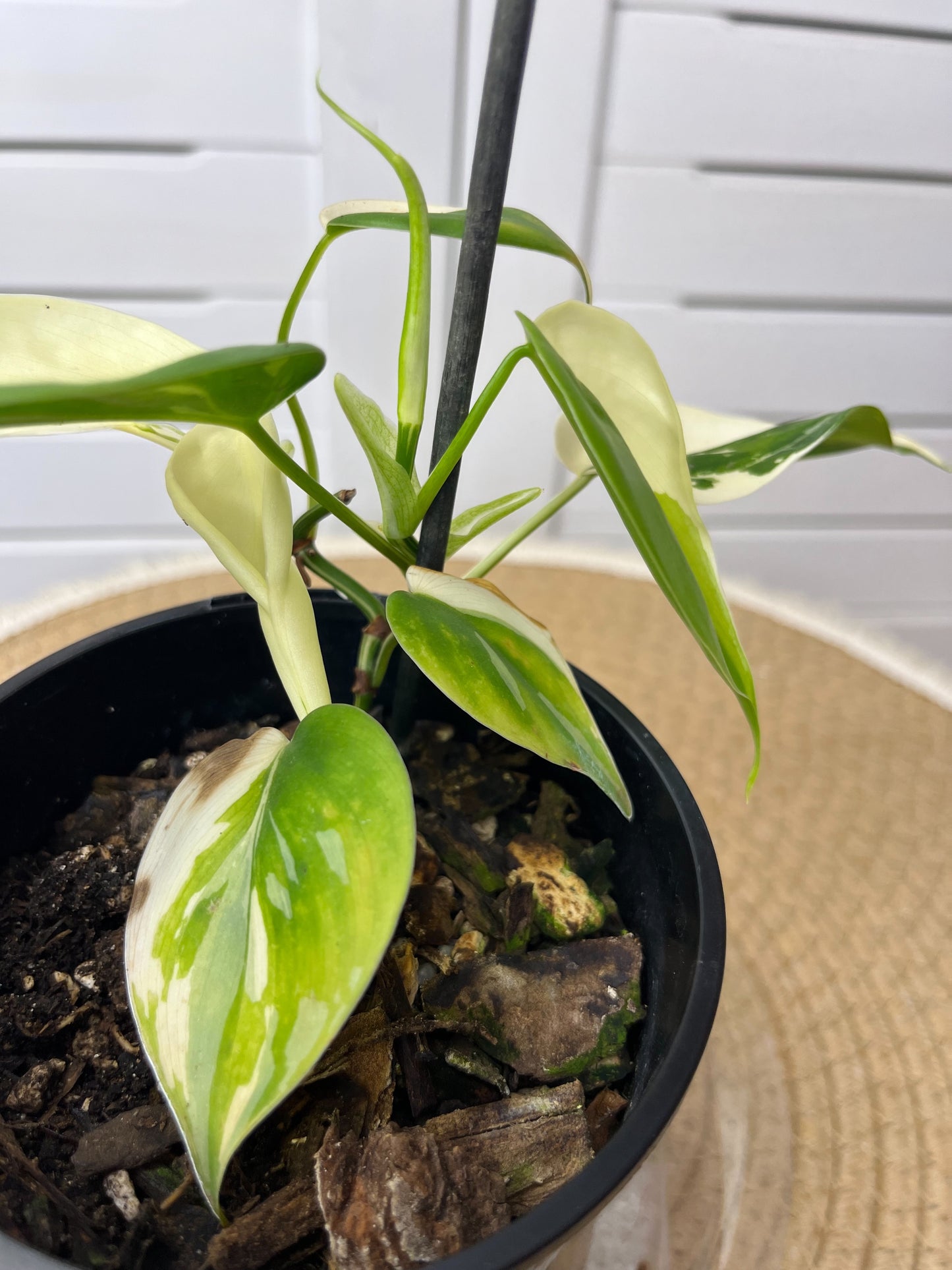 Philodendron Hederaceum(Heartleaf) ALBO Variegated 3