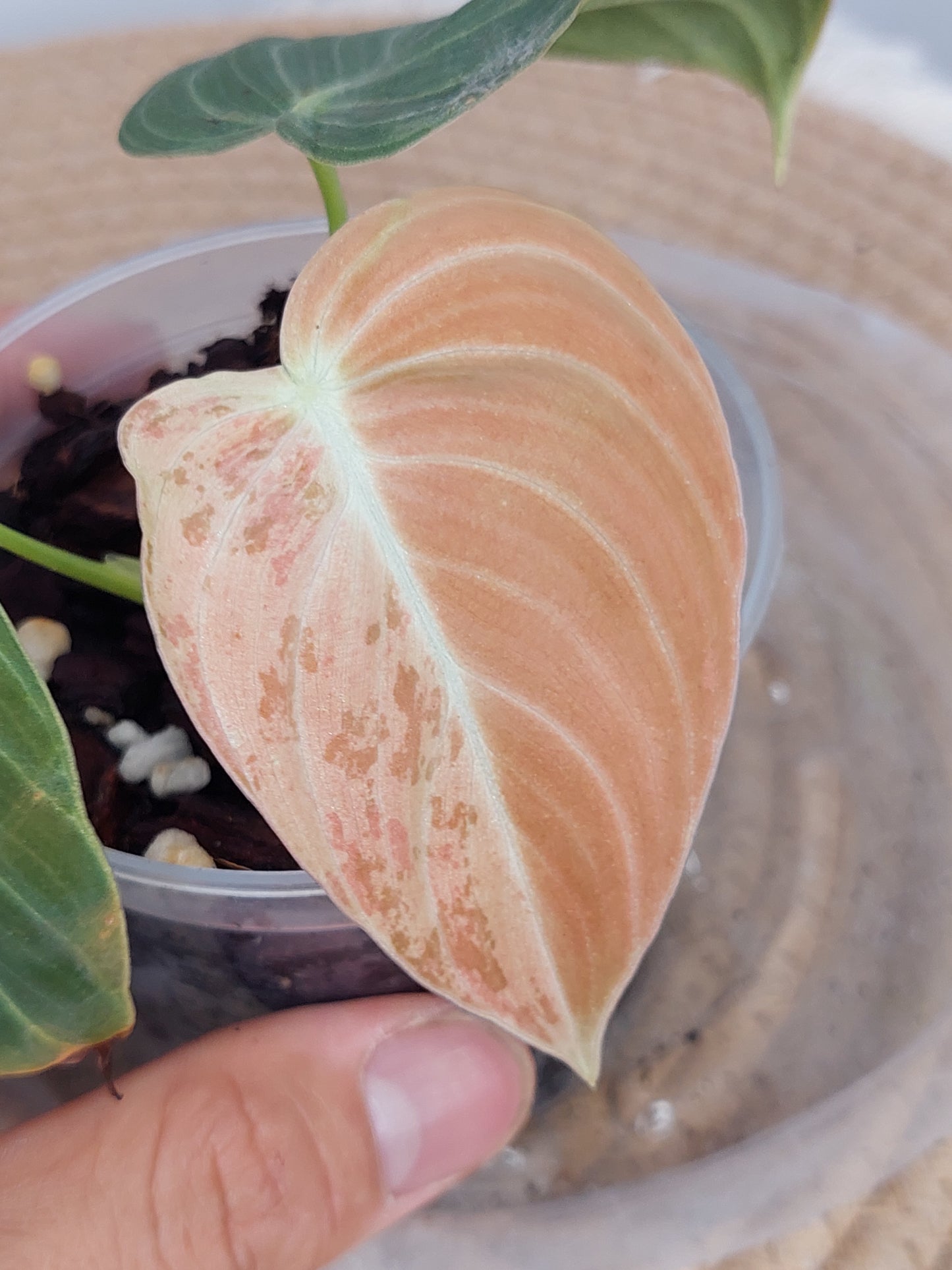 Philodendron Melanochrysum Variegated - (1)