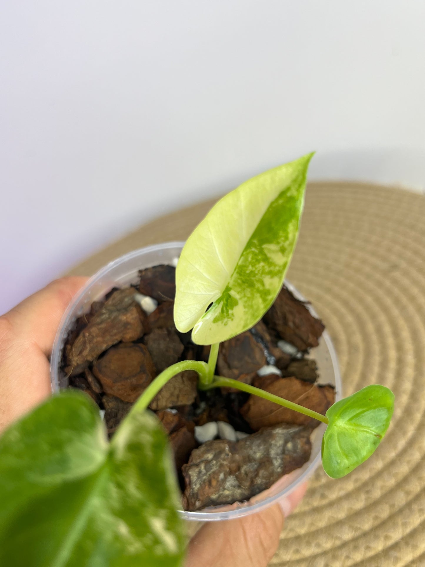 Alocasia Macrorrhiza Variegated A