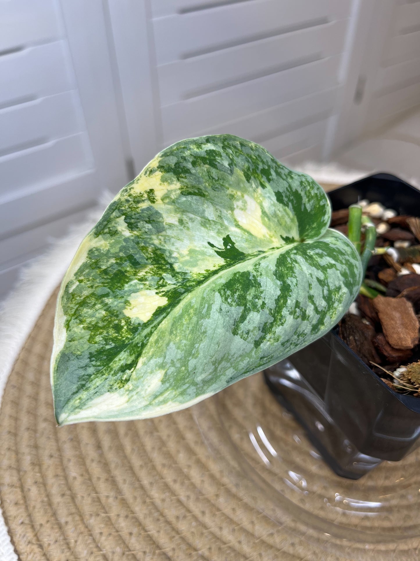 Scindapsus Exotica Variegated #B