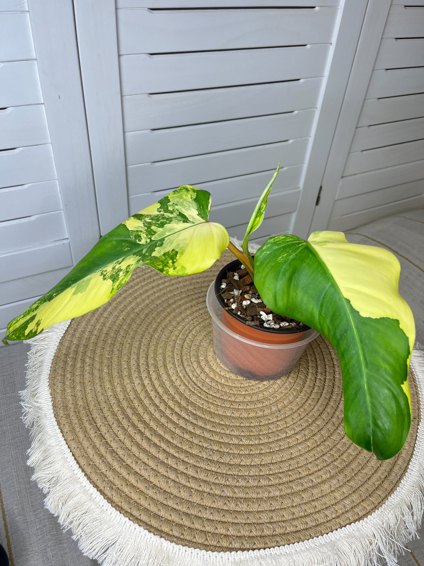 Philodendron Domesticum Mango Shake Variegated 1