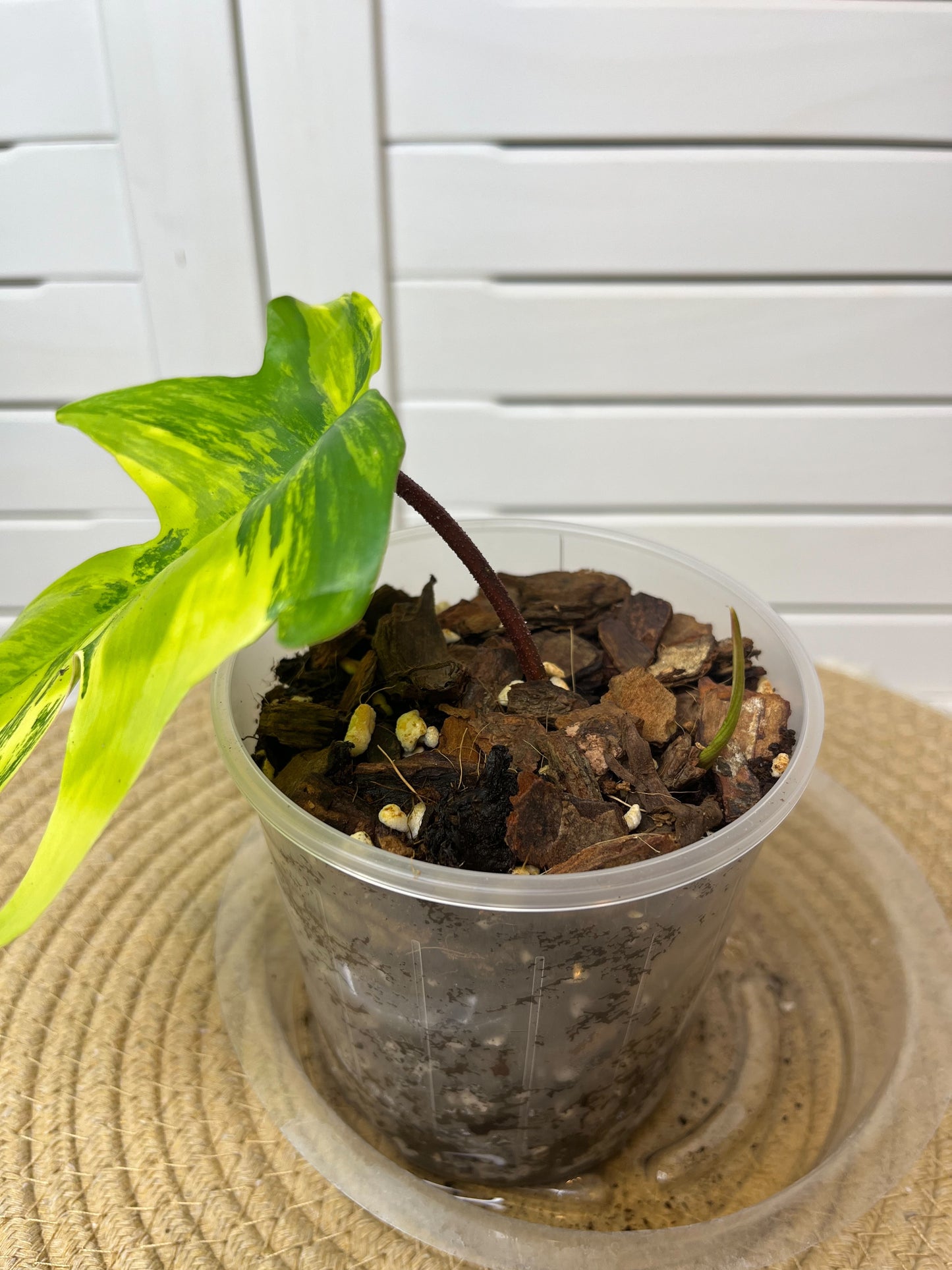 Philodendron Florida Beauty variegated A