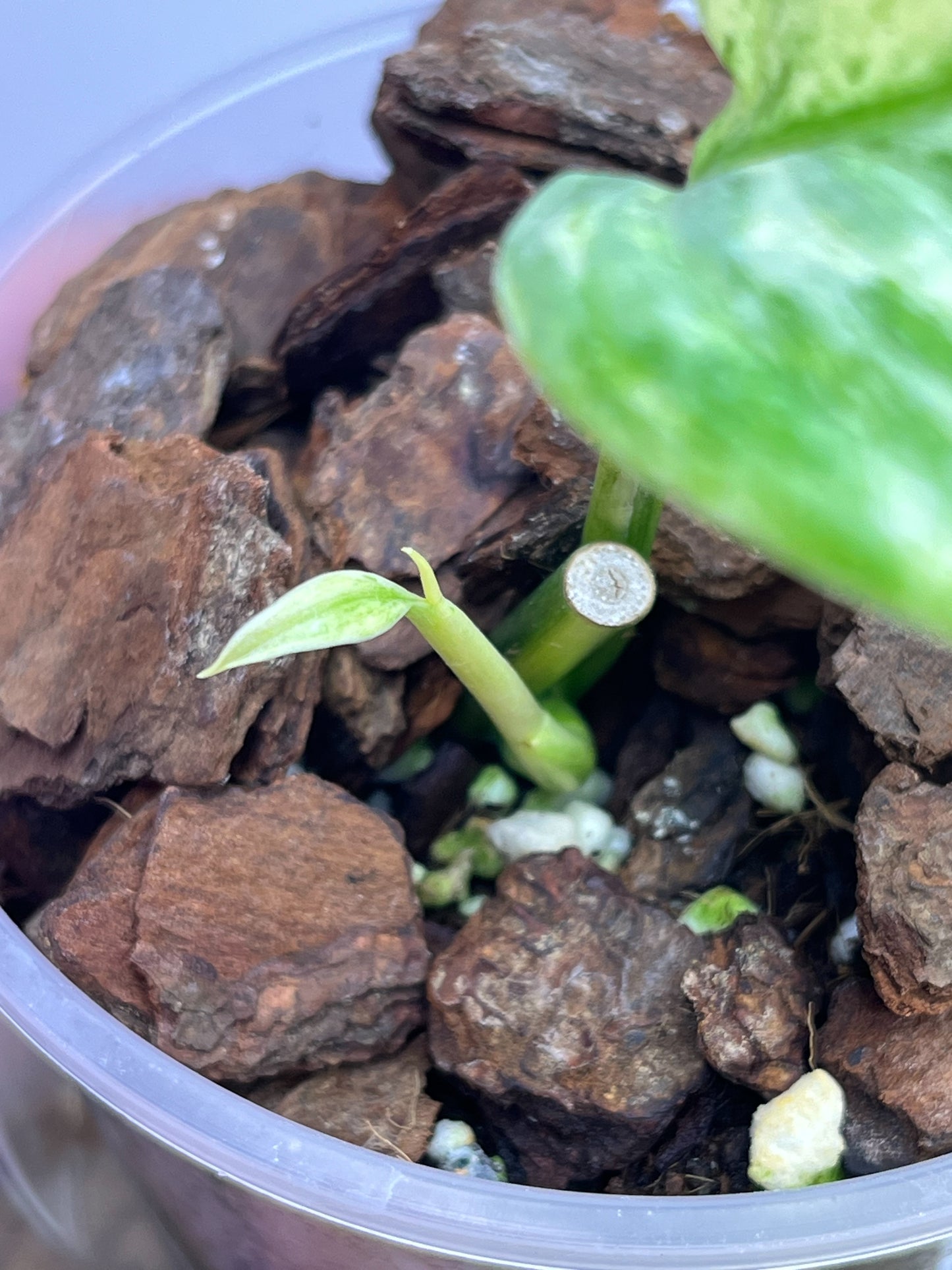 Scindapsus Longistipitatus Marble 2