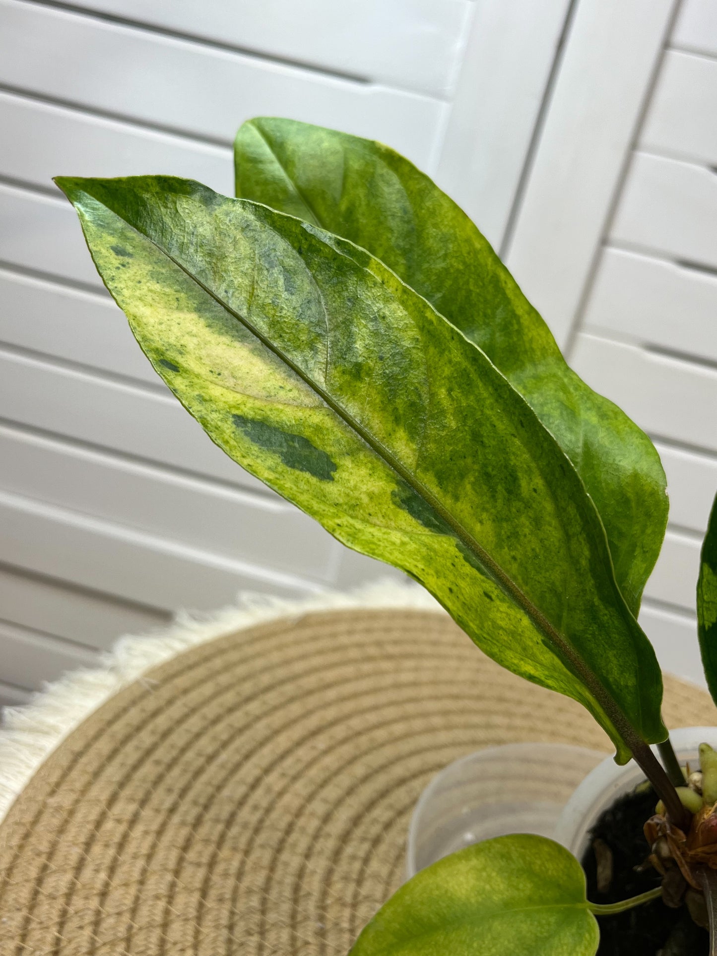 Anthurium Hookeri Variegated (7)
