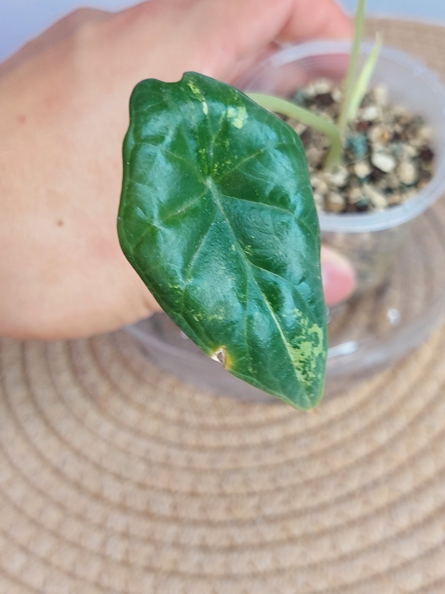 Alocasia Dragon Scale Variegated #1