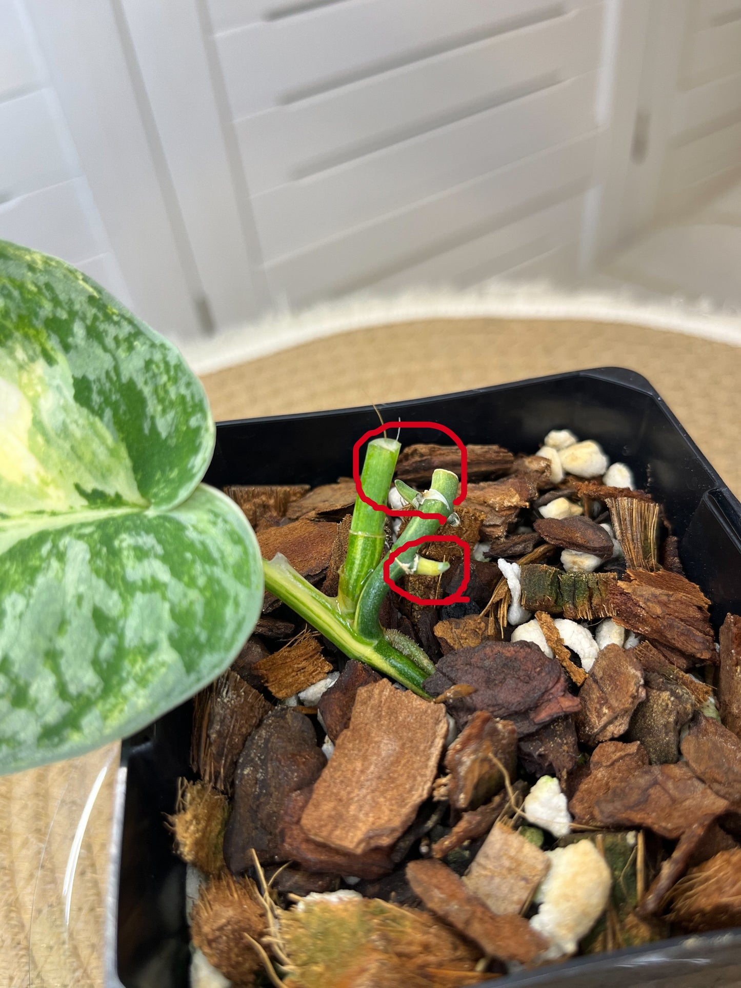 Scindapsus Exotica Variegated #B