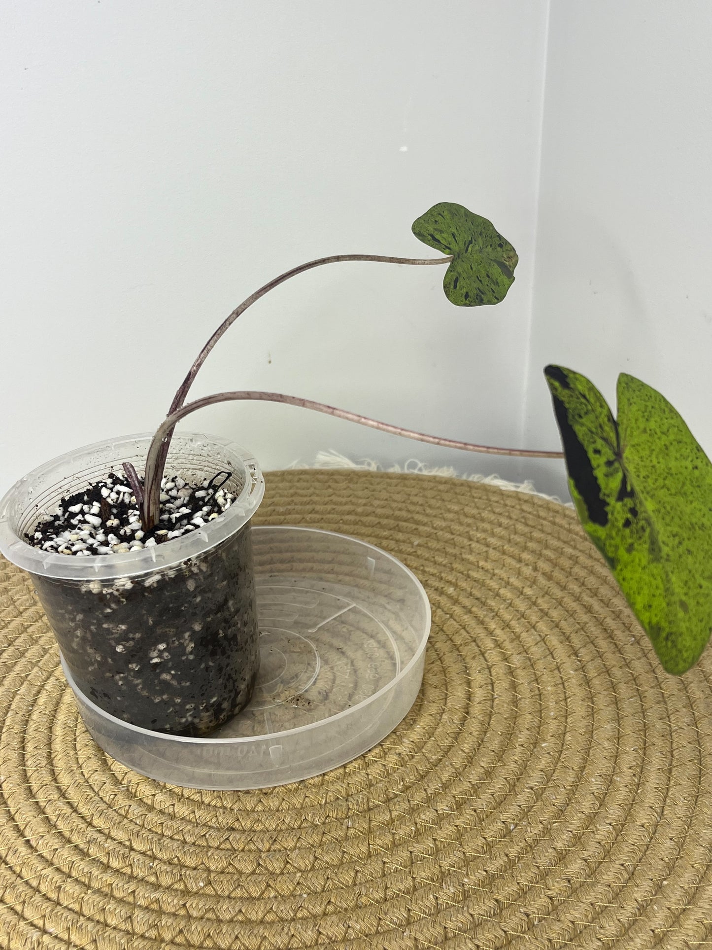 Colocasia Mojito 1