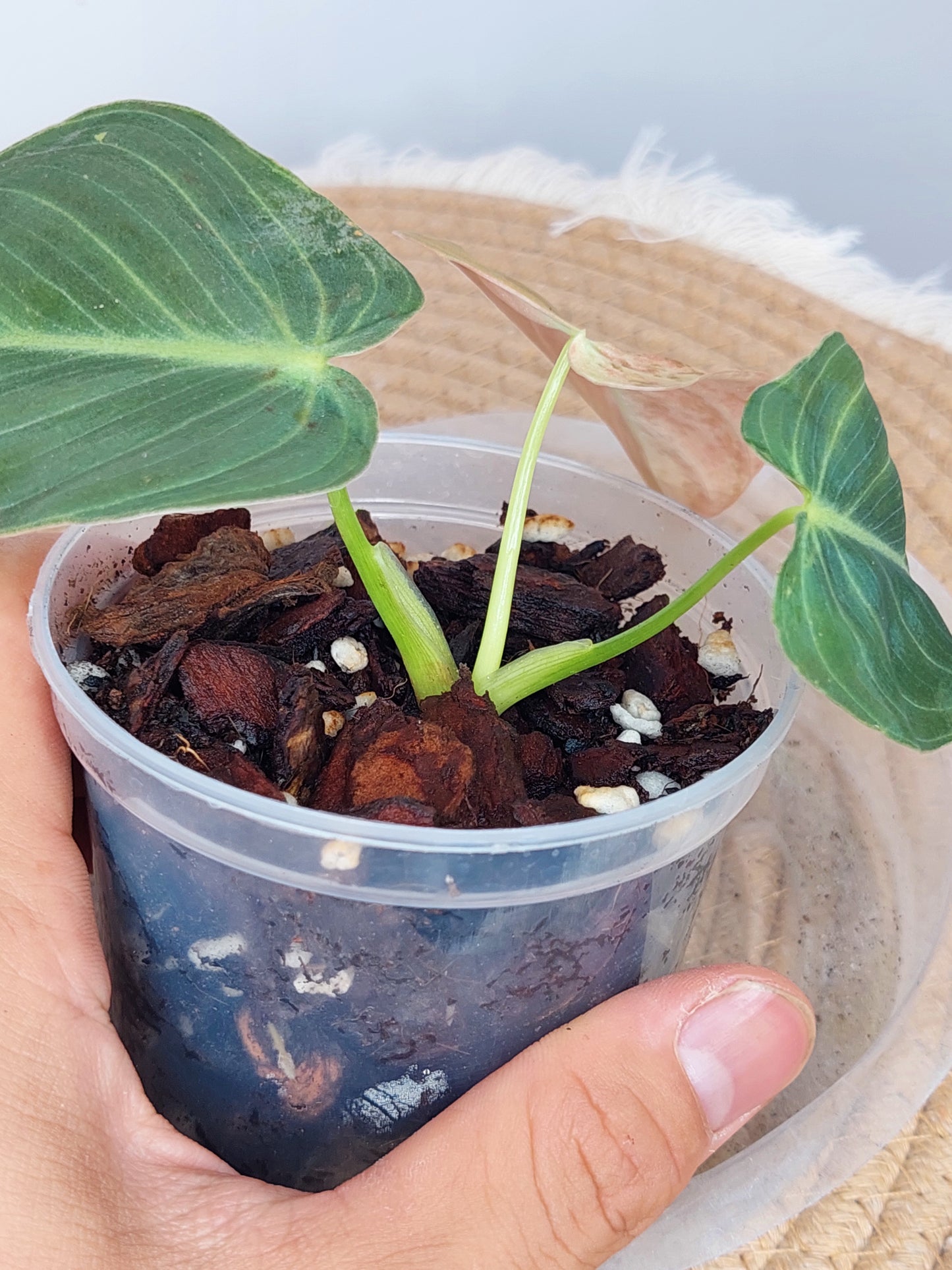 Philodendron Melanochrysum Variegated - (1)