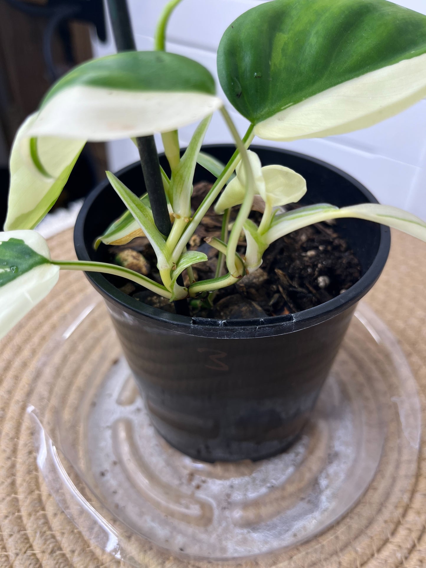 Philodendron Hederaceum(Heartleaf) ALBO Variegated 3