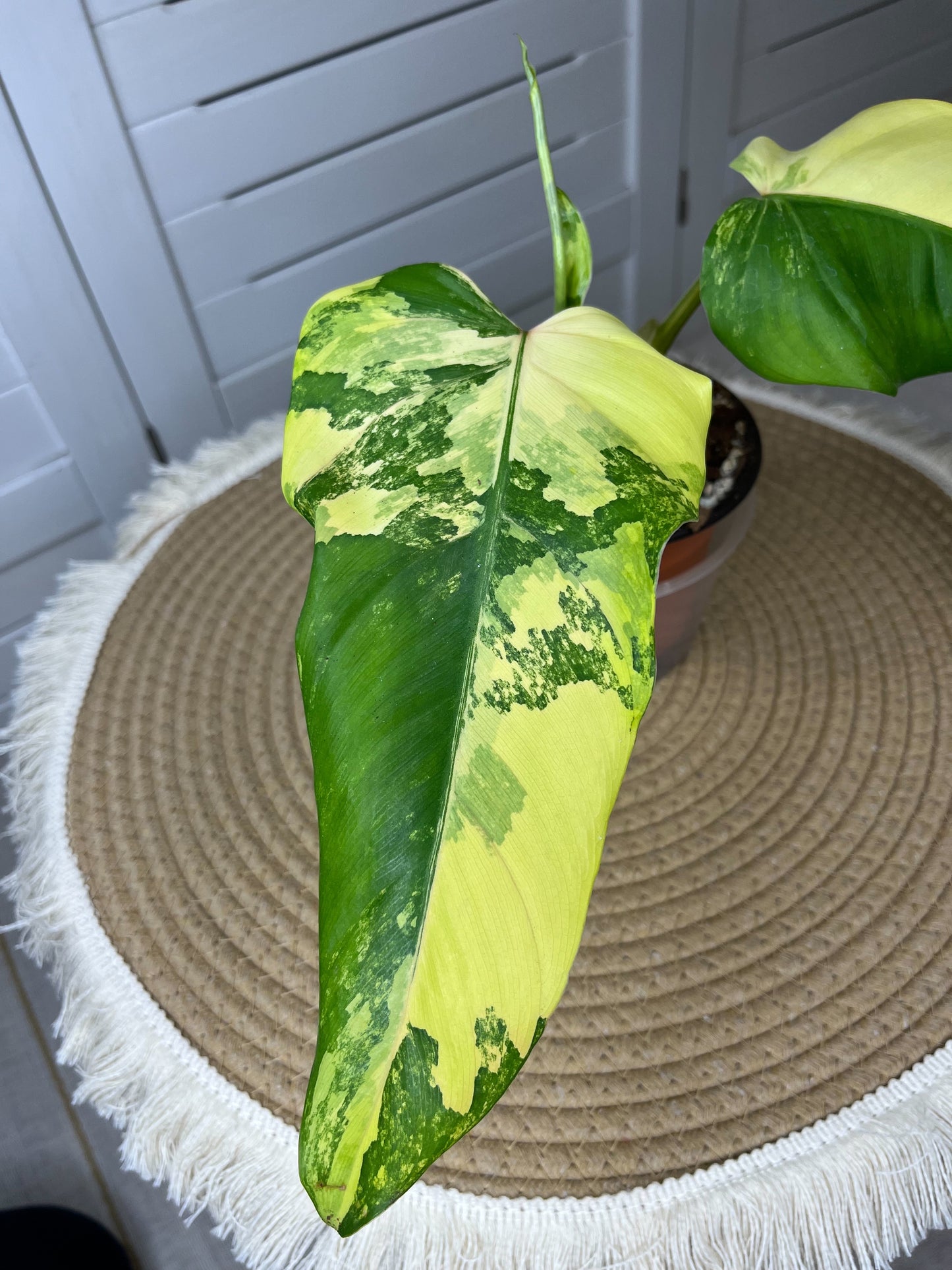 Philodendron Domesticum Mango Shake Variegated 1