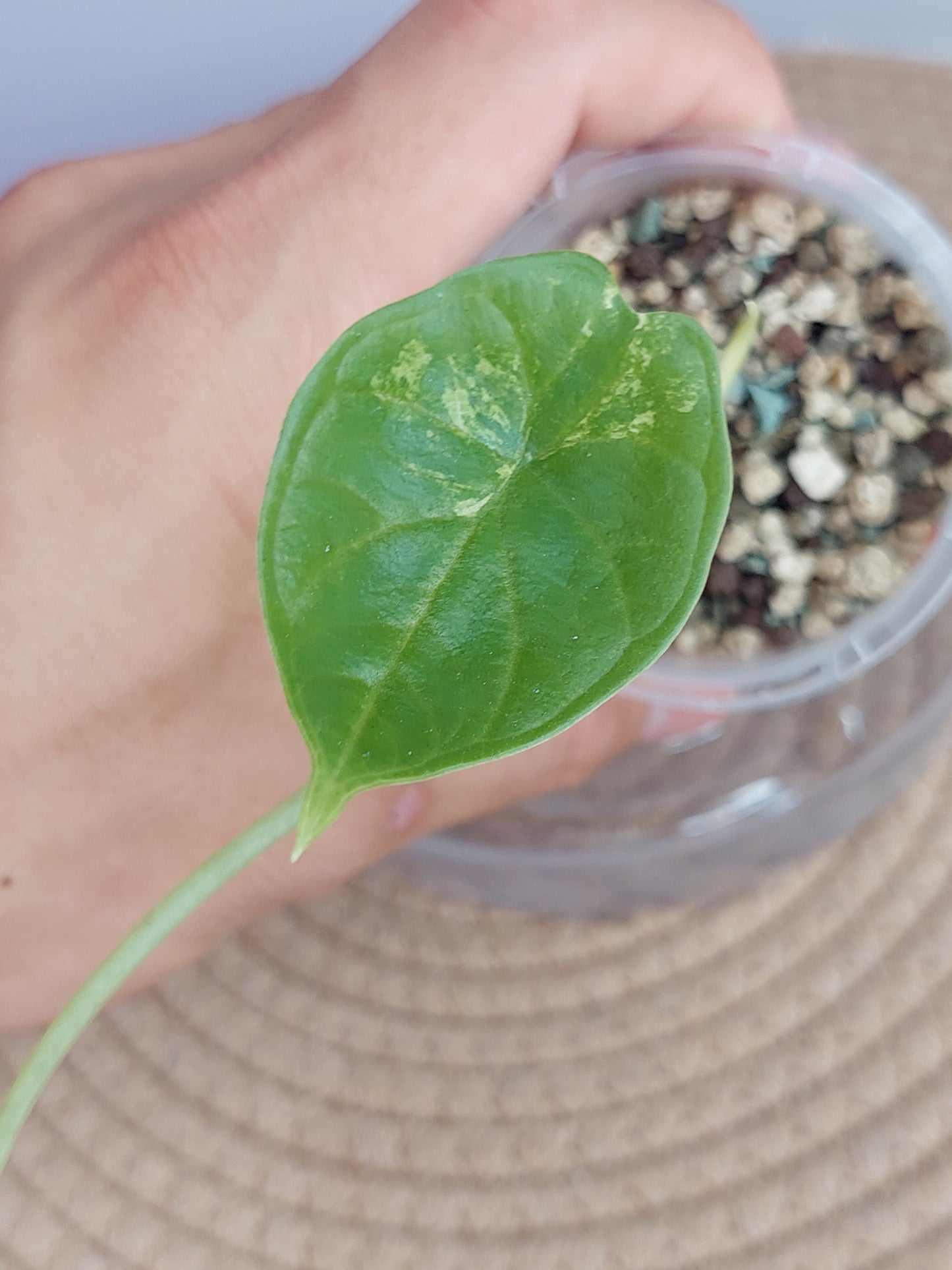 Alocasia Dragon Scale Variegated #1