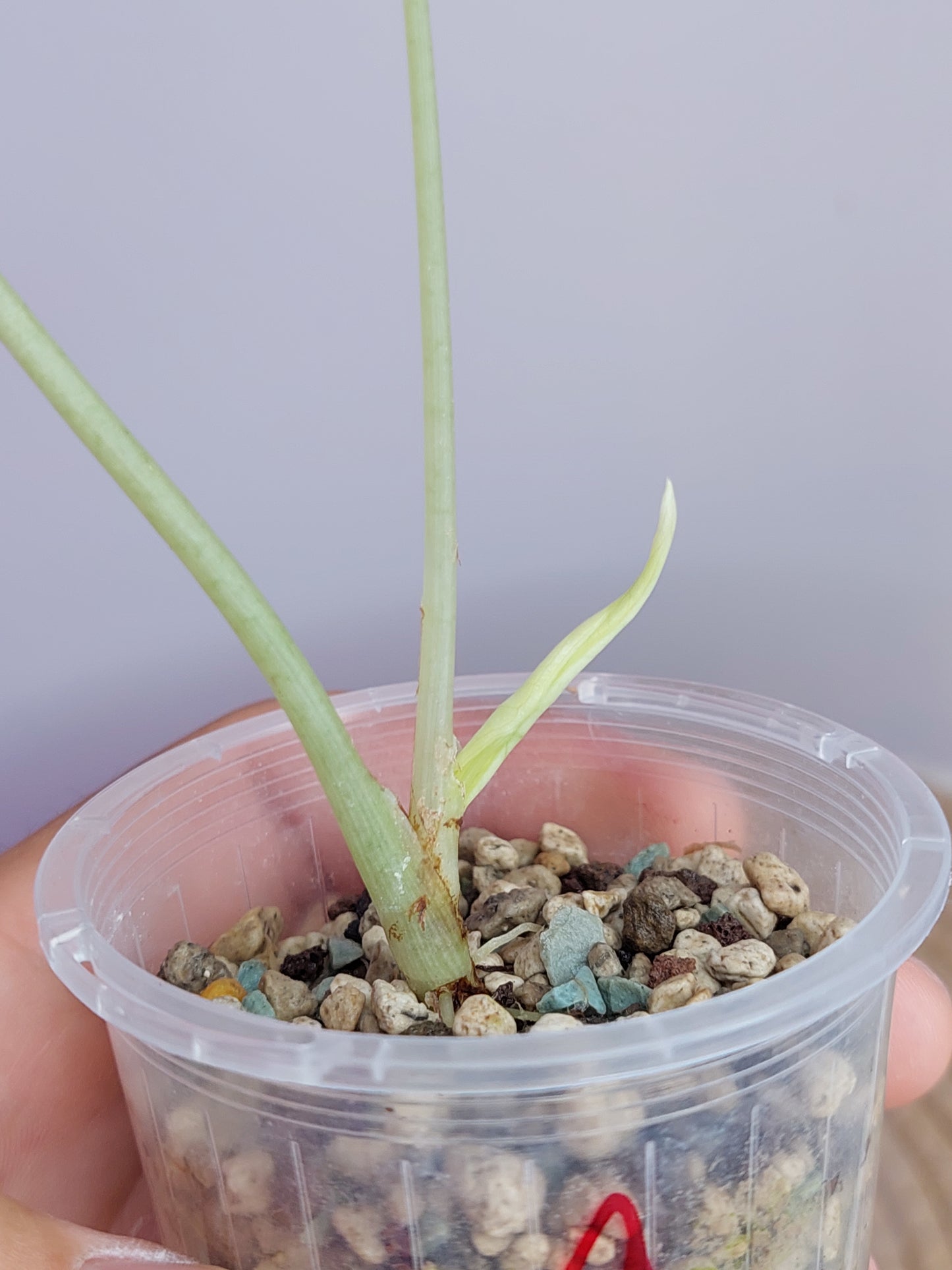 Alocasia Dragon Scale Variegated #1