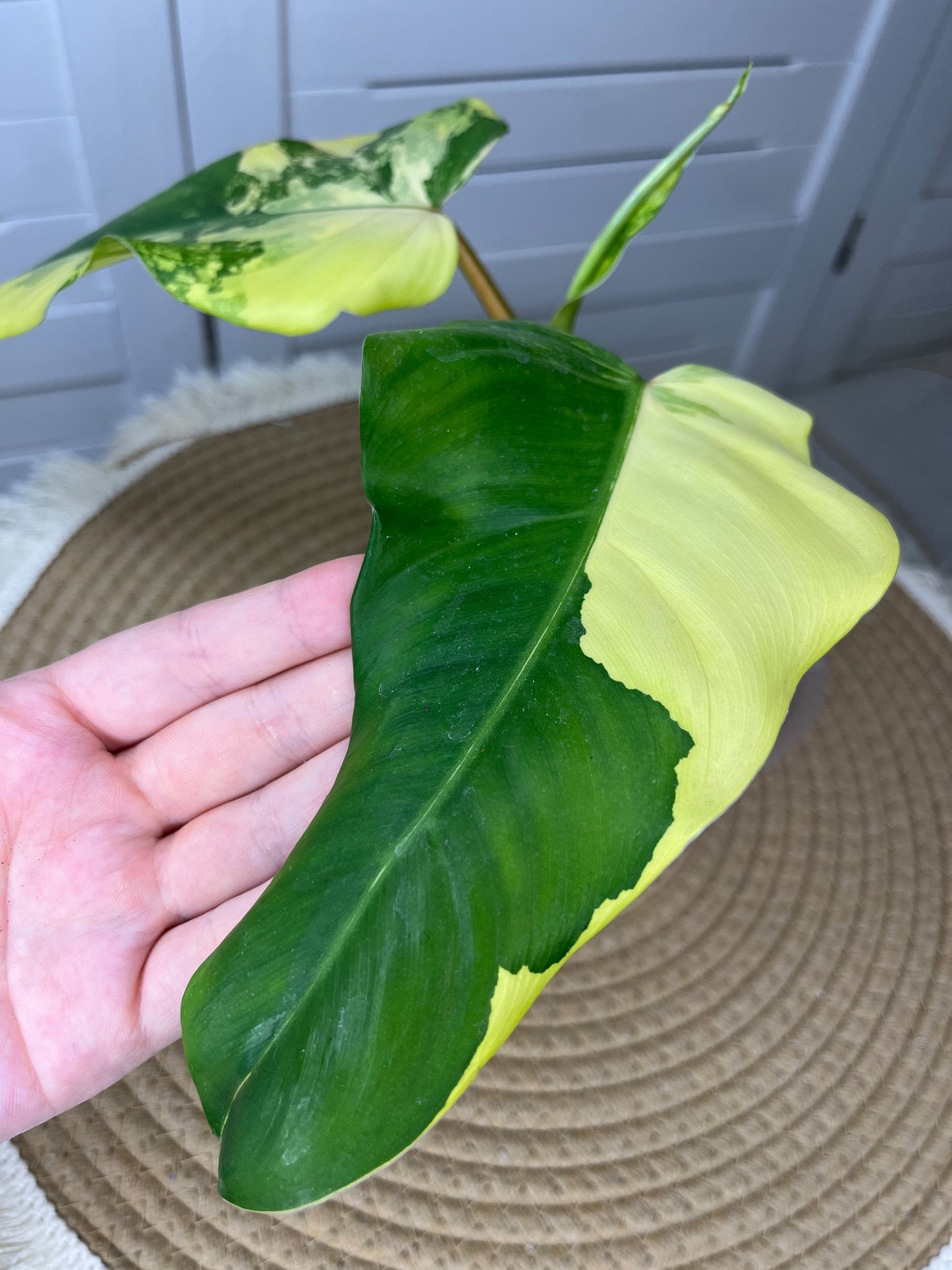 Philodendron Domesticum Mango Shake Variegated 1