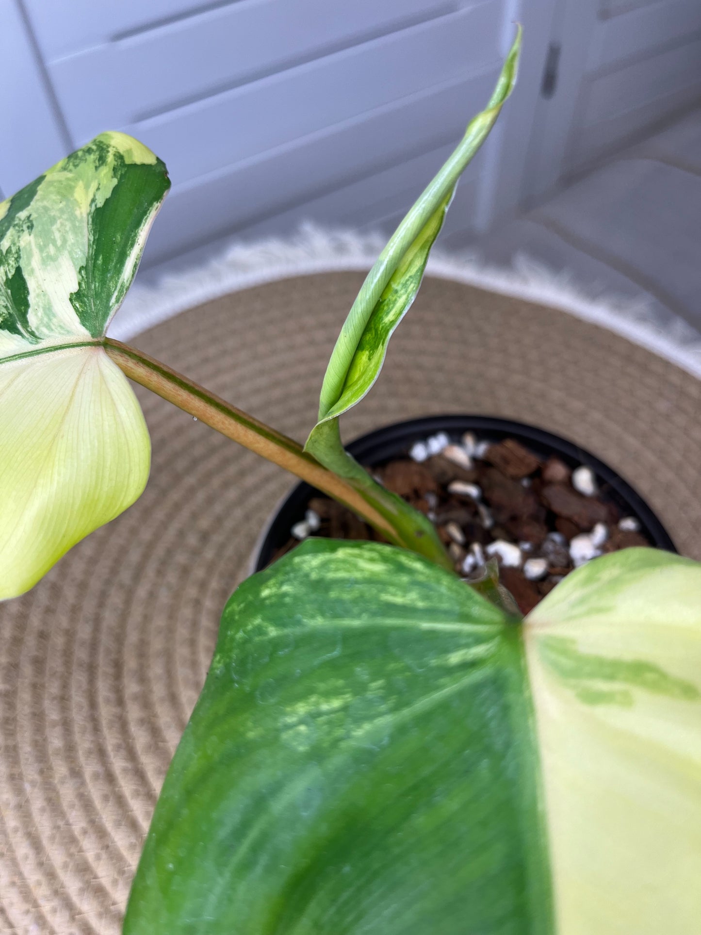 Philodendron Domesticum Mango Shake Variegated 1