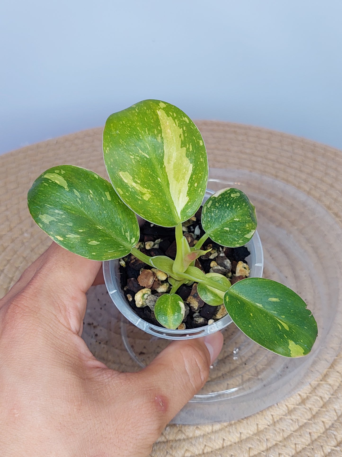 Philodendron Nuclear Congo 1