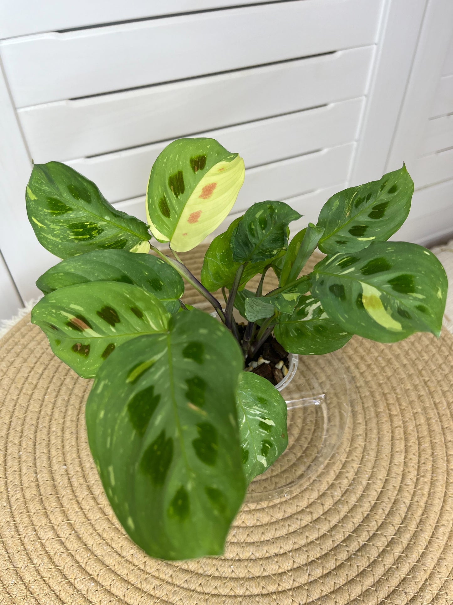 Prayer Plant / Maranta Variegated 7