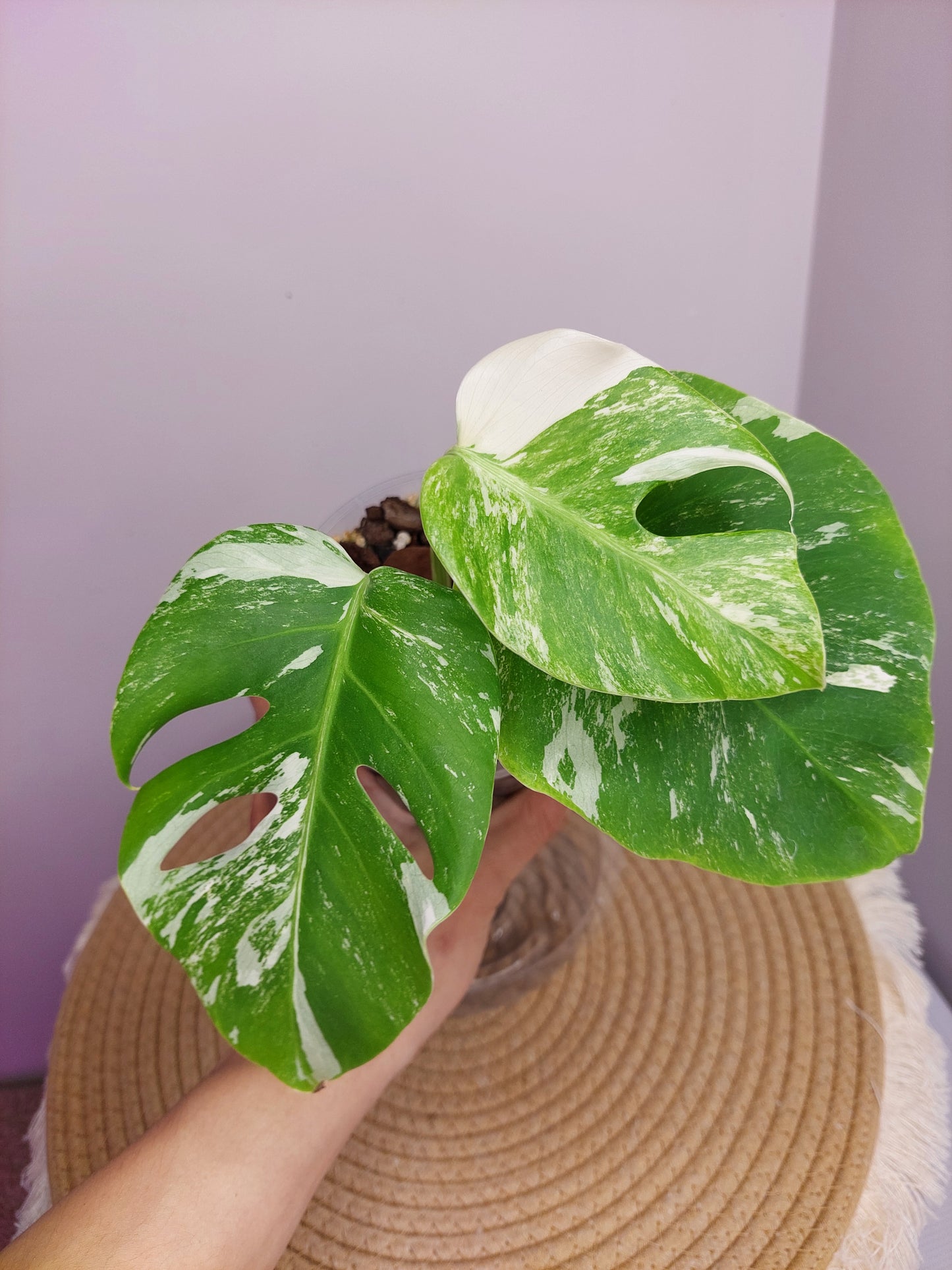 Monstera Borsigiana Albo Variegated 7