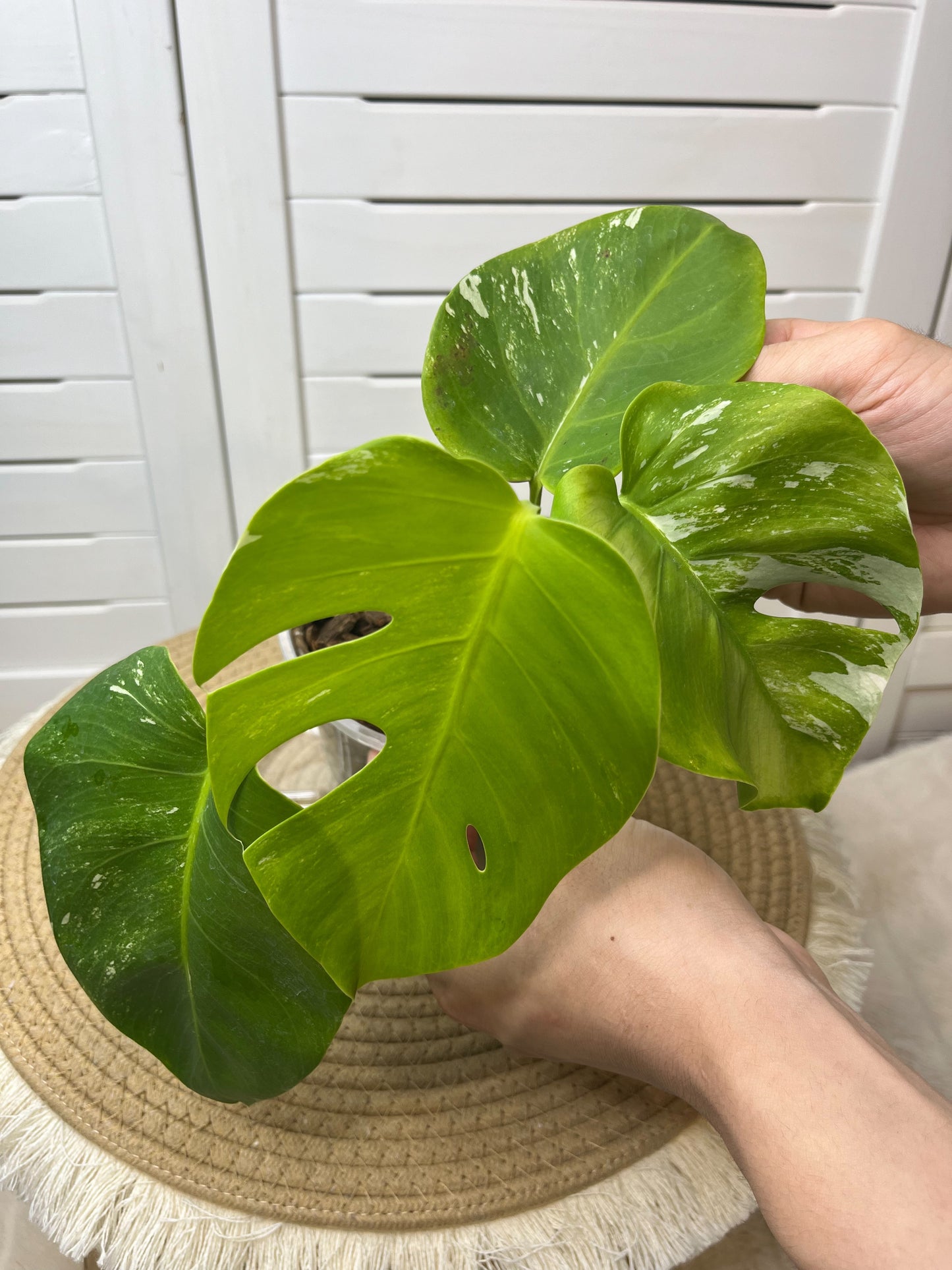 Monstera Borsigiana Albo Variegated G