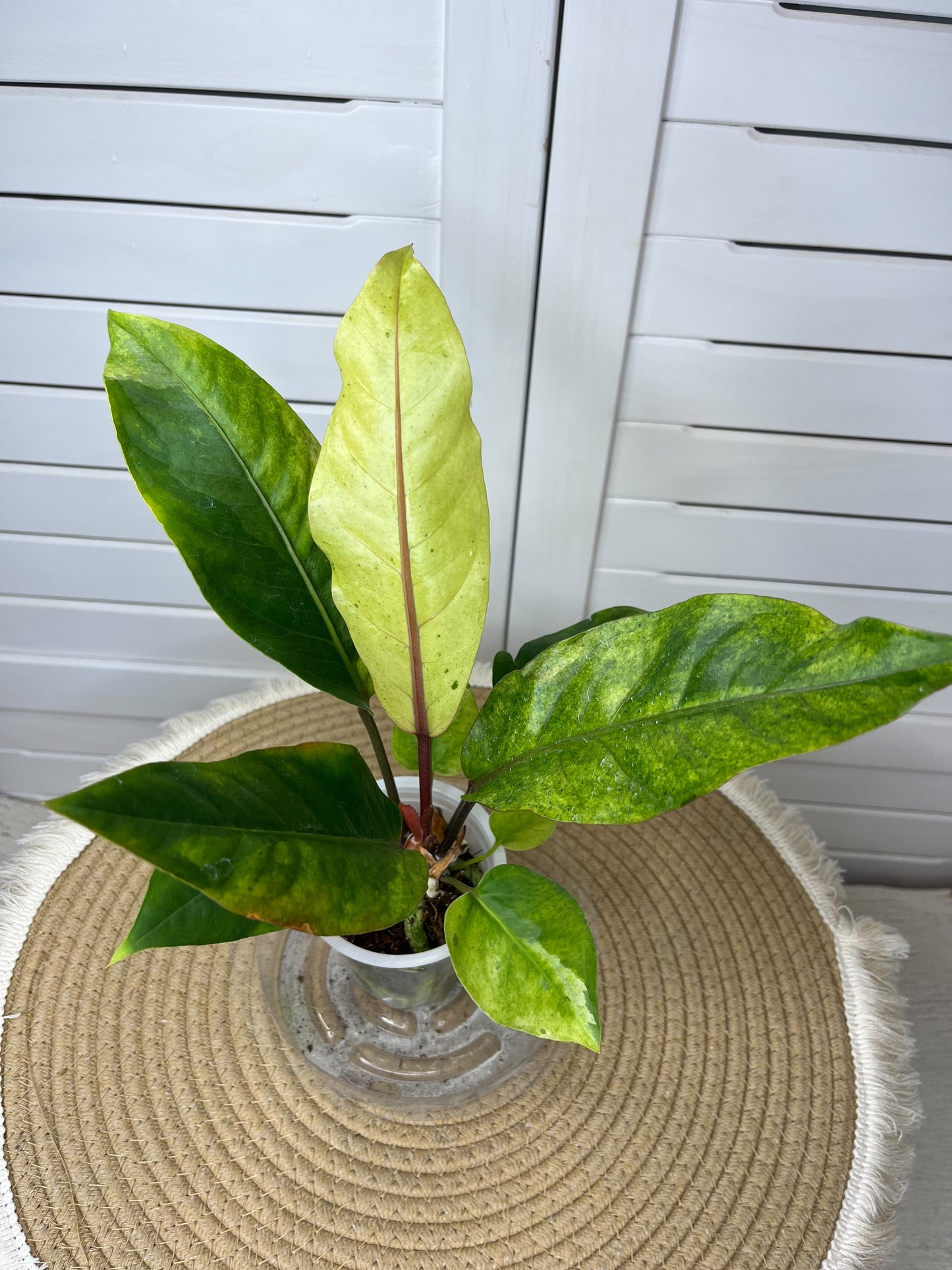 Anthurium Hookeri Variegated 7