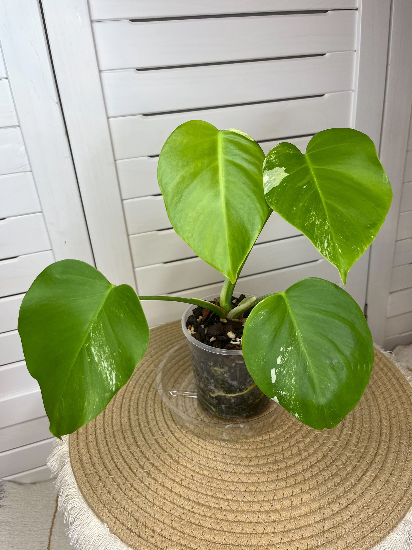 Monstera Borsigiana Albo Variegated 7