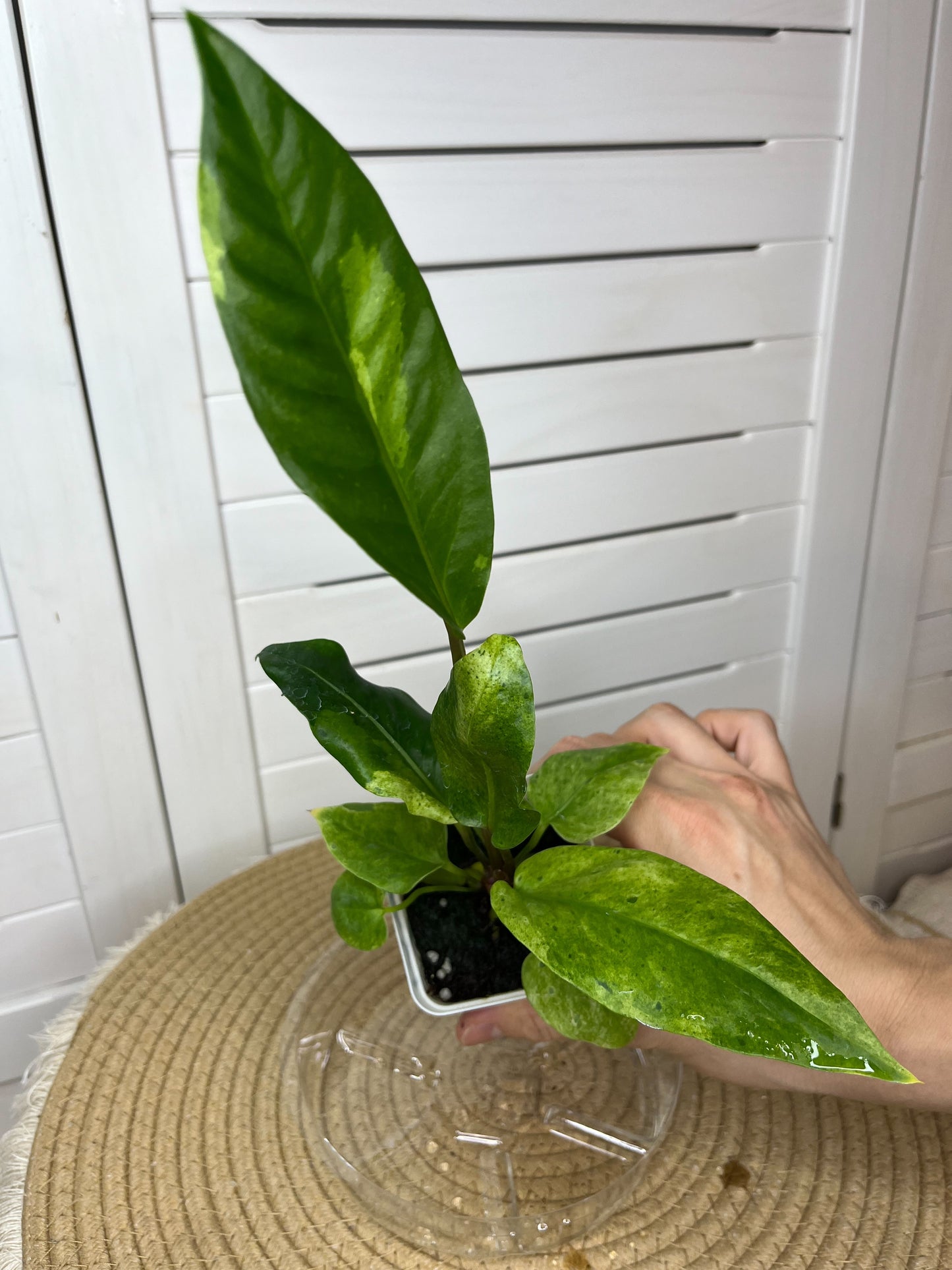 Anthurium Hookeri Variegated 7