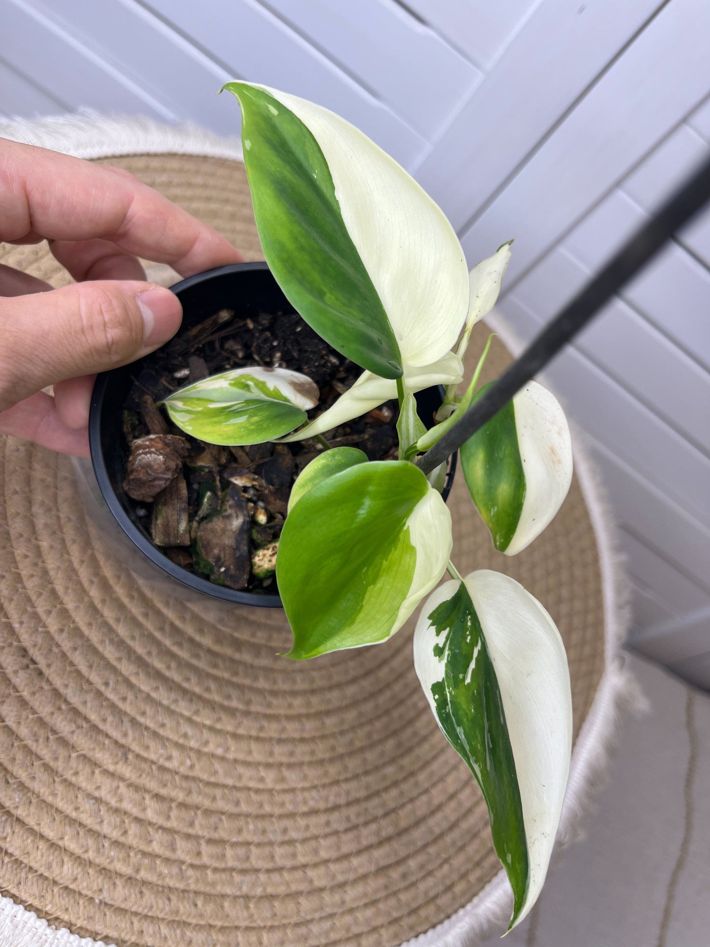 Philodendron Hederaceum(Heartleaf) ALBO Variegated 3