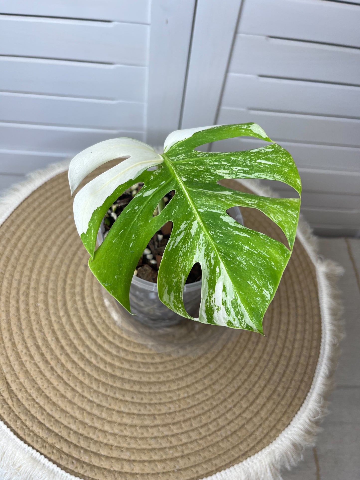 Monstera Borsigiana Albo Variegated 7