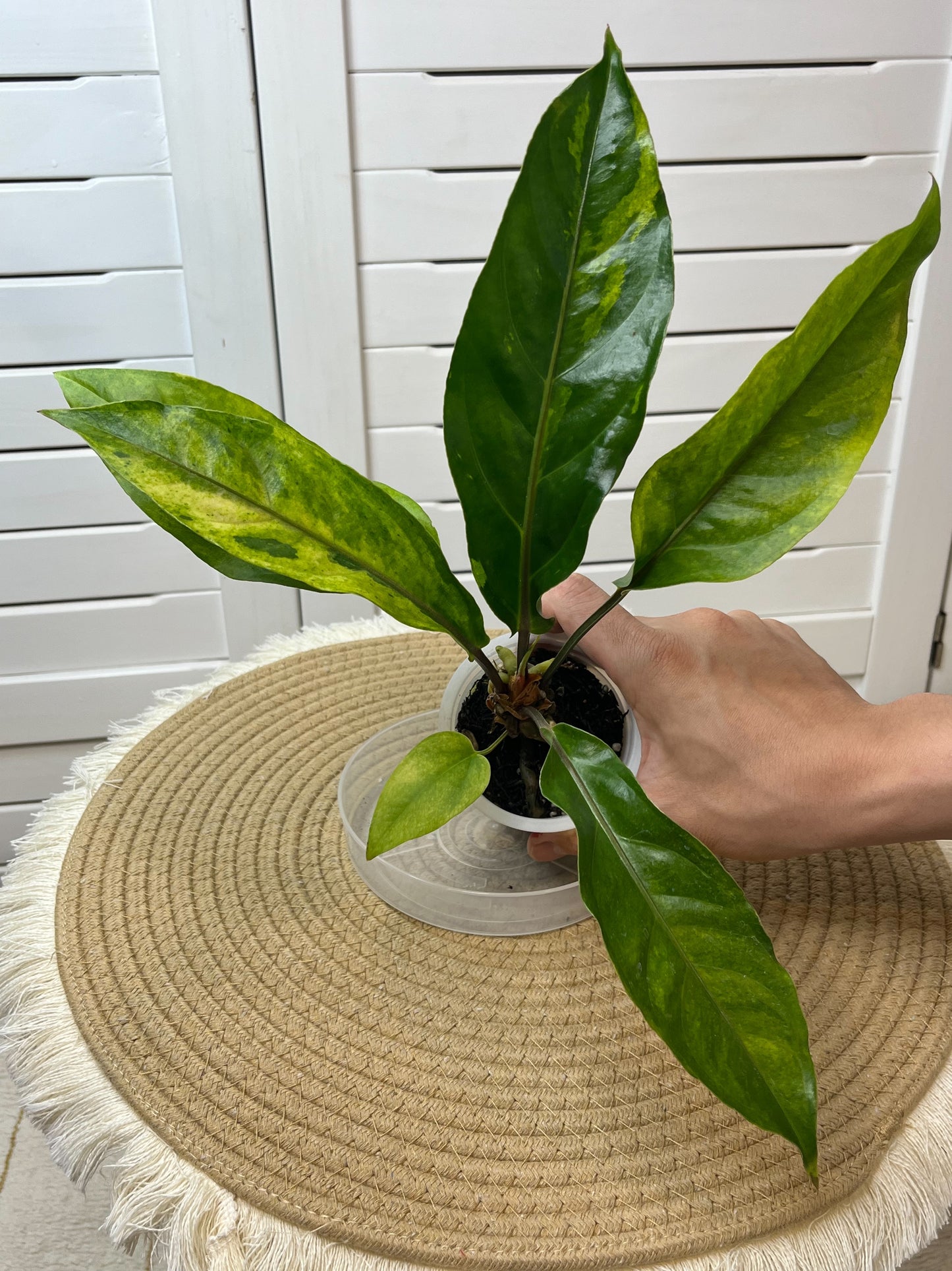 Anthurium Hookeri Variegated (7)