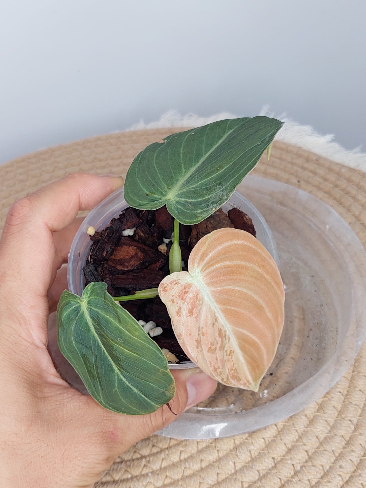Philodendron Melanochrysum Variegated - (1)