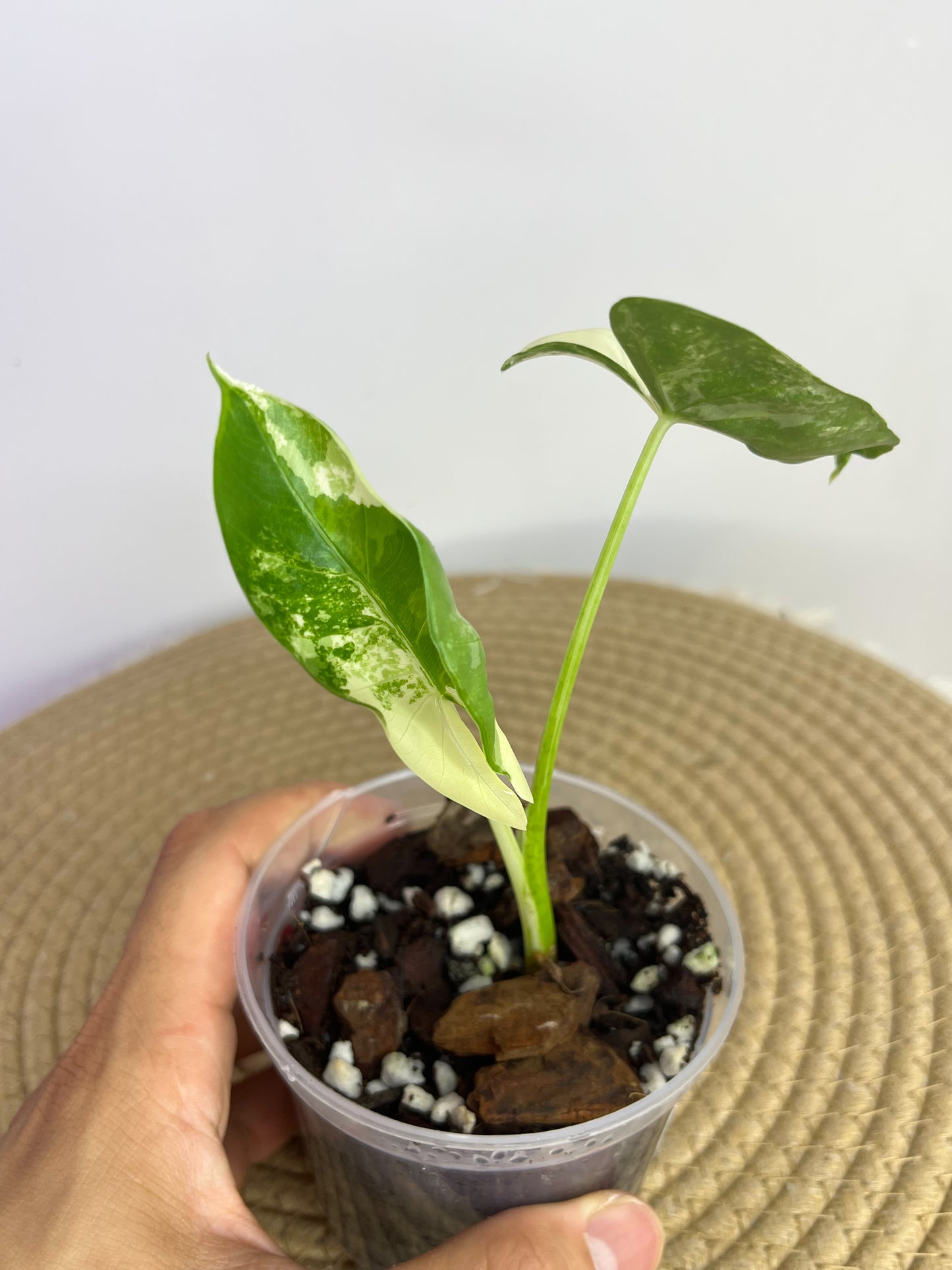 Alocasia Macrorrhiza Variegated B