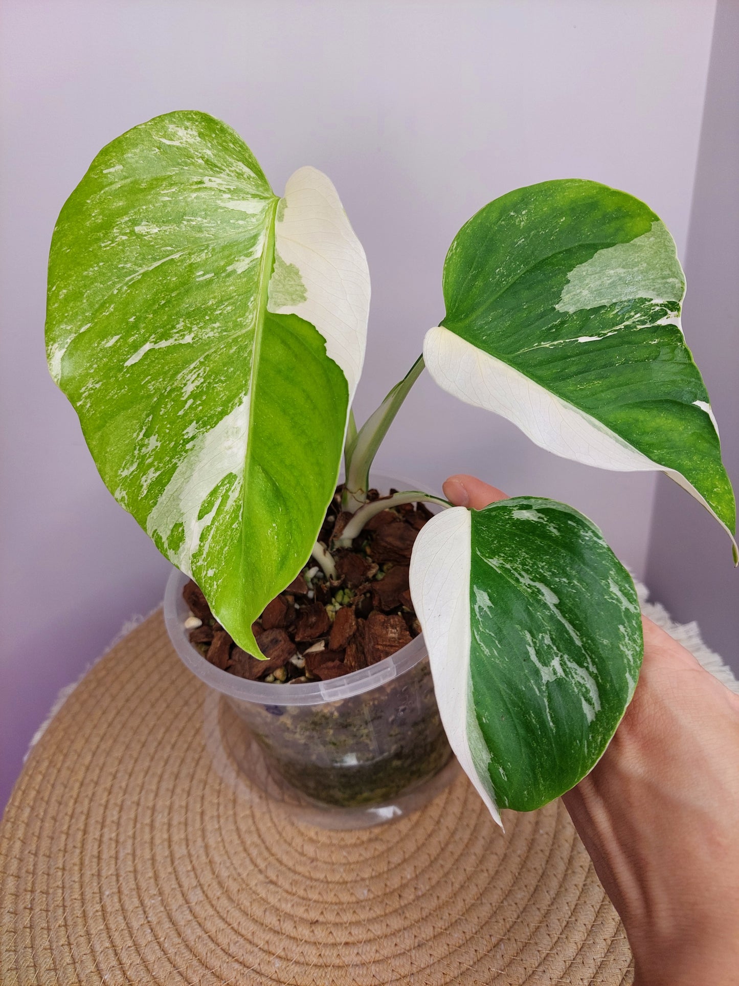 Monstera Borsigiana Albo Variegated 8