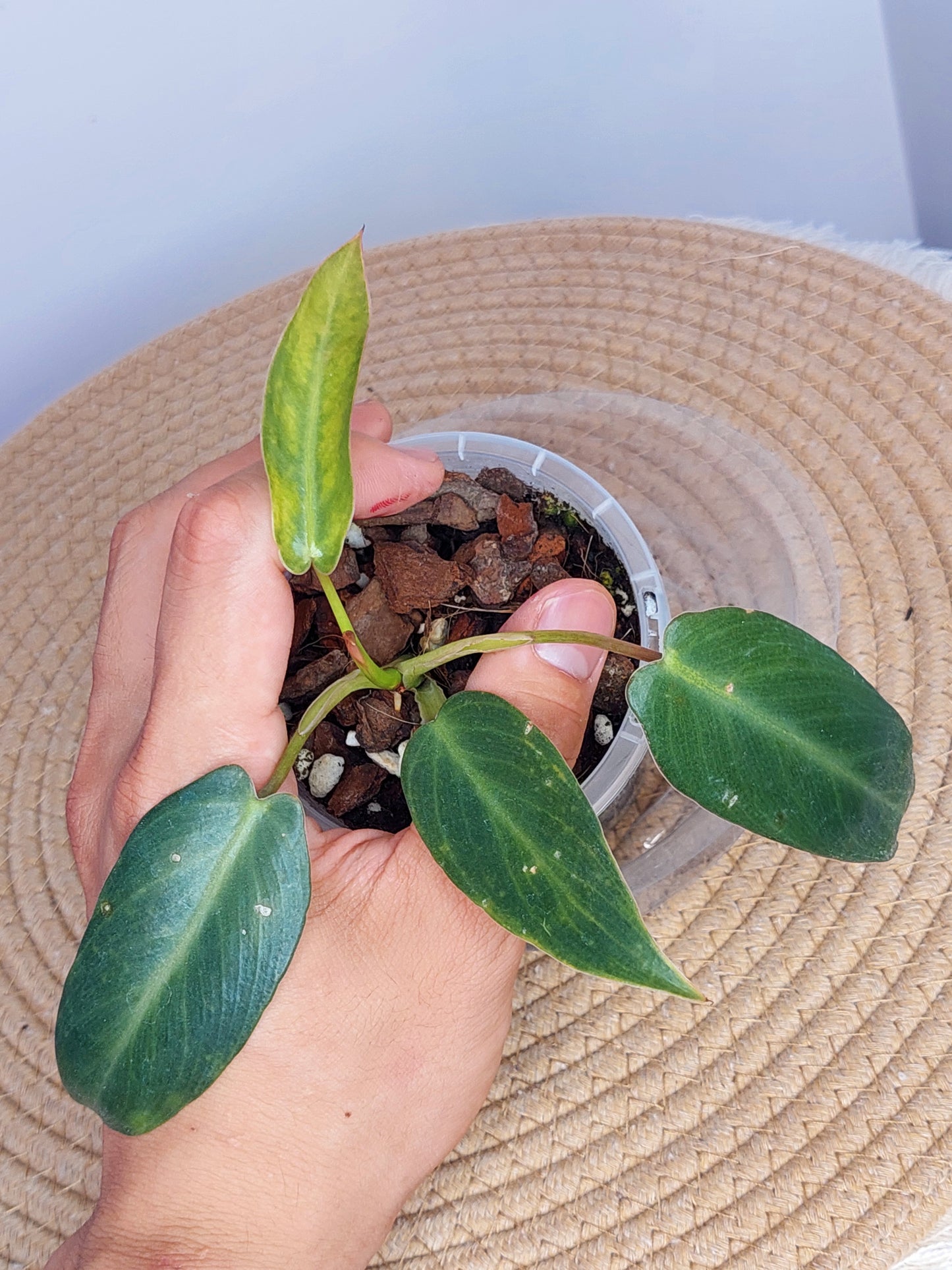 Philodendron Spiritus Sancti 1